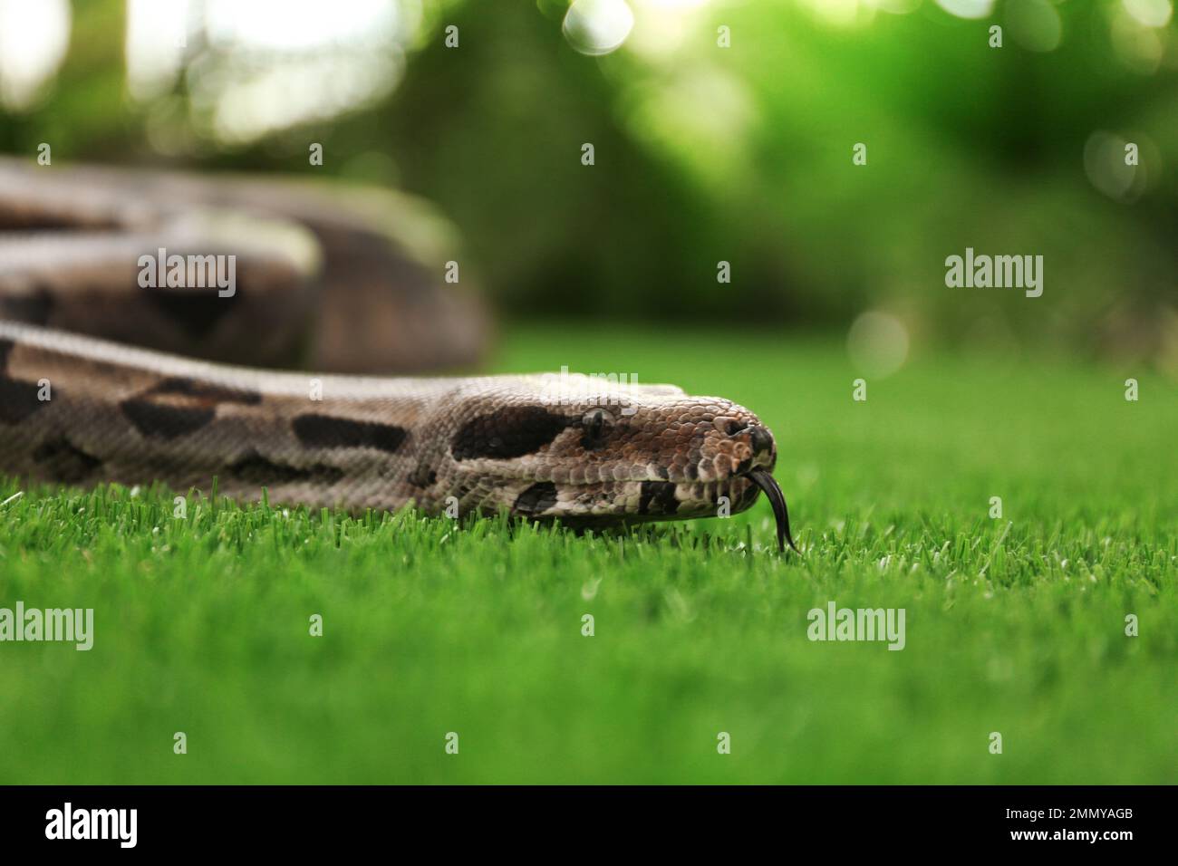 Braune Boa Constrictor auf grünem Gras im Freien Stockfoto