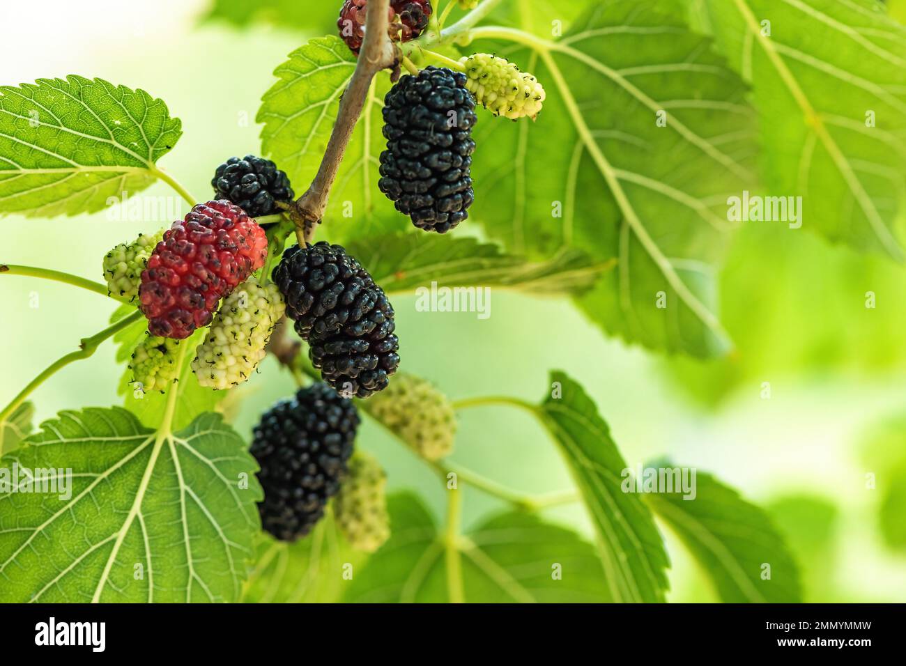 Reife Maulbeerfrucht auf dem Zweig in Bio-Obstgarten, selektiver Fokus Stockfoto