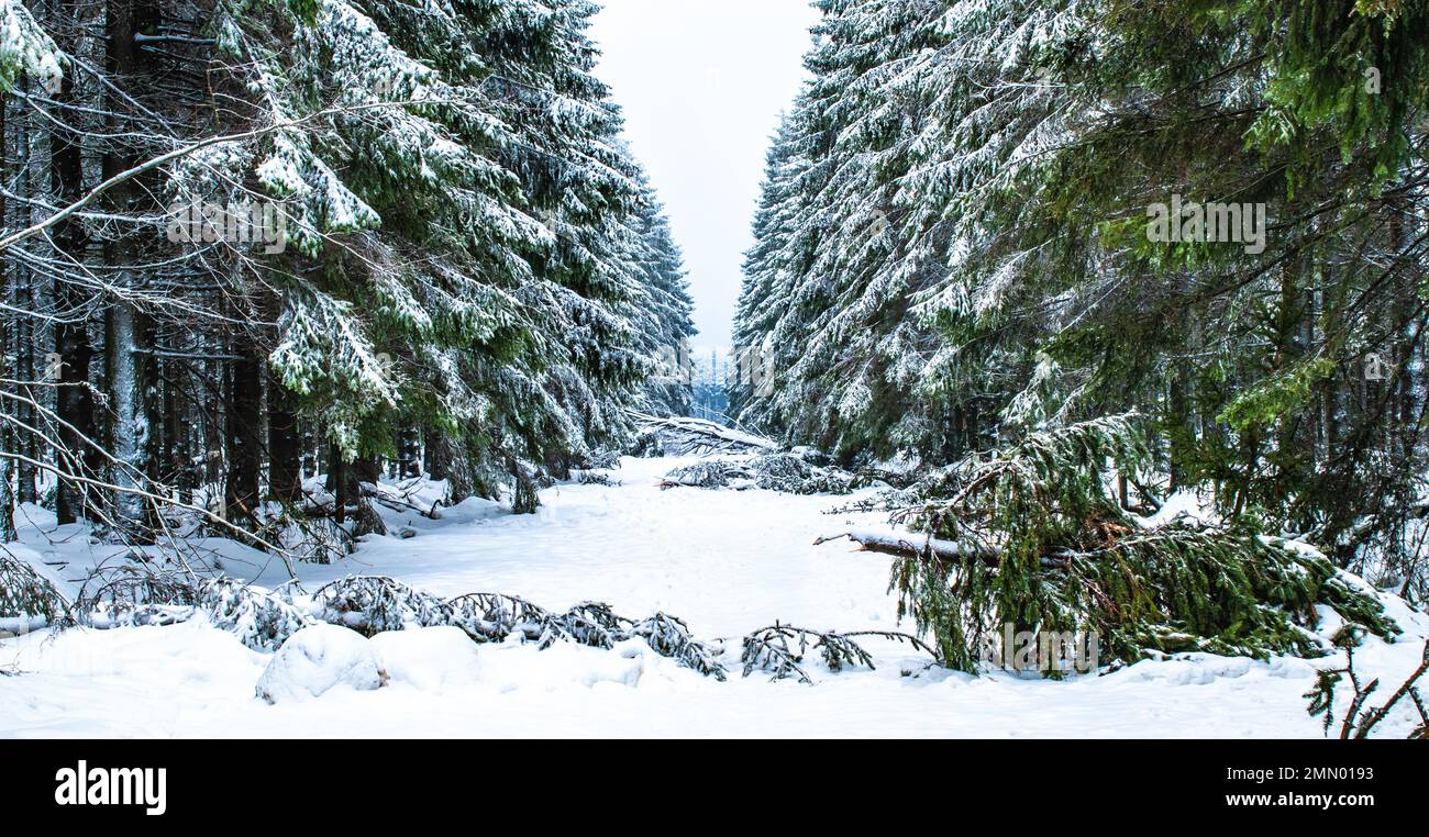 Schneelandschaft mit beschädigtem Tannenbaum im Wald. Stockfoto