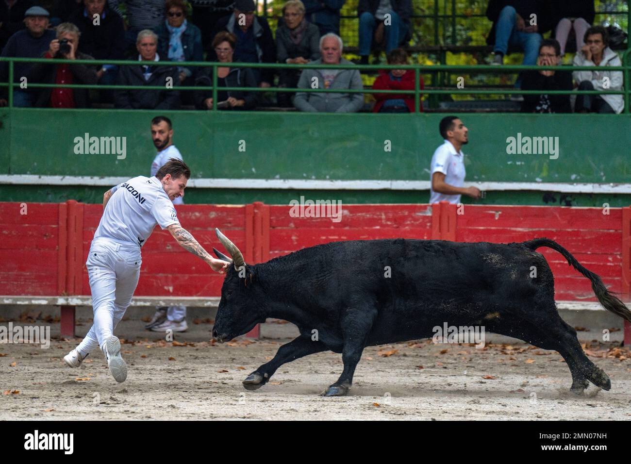 Frankreich, Gard (30), Aigues-Vives, Camargue-Rennen, 50 Jahre Manade Saumade, der Marapan-Stier auf dem Belkhacen Benhammou-Raseteur Stockfoto