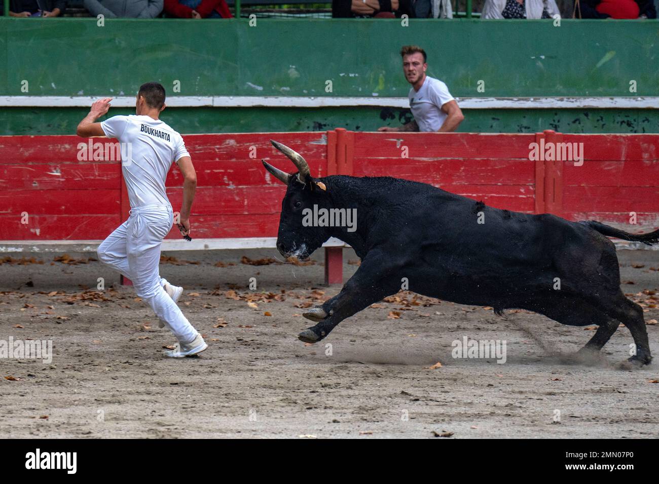 Frankreich, Gard (30), Aigues-Vives, Camargue-Rennen, 50 Jahre Manade Saumade, der Nerac-Stier auf dem Raseteur Milan Boukharta Stockfoto