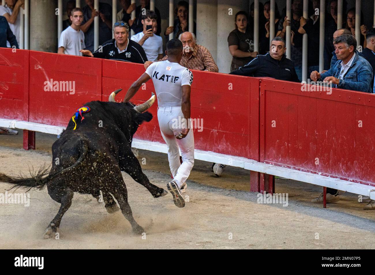 Frankreich, Herault (34), Lunel, Camargue-Rennen, 50. Jahre Saumade Herd, Kobalt-Stier Stockfoto