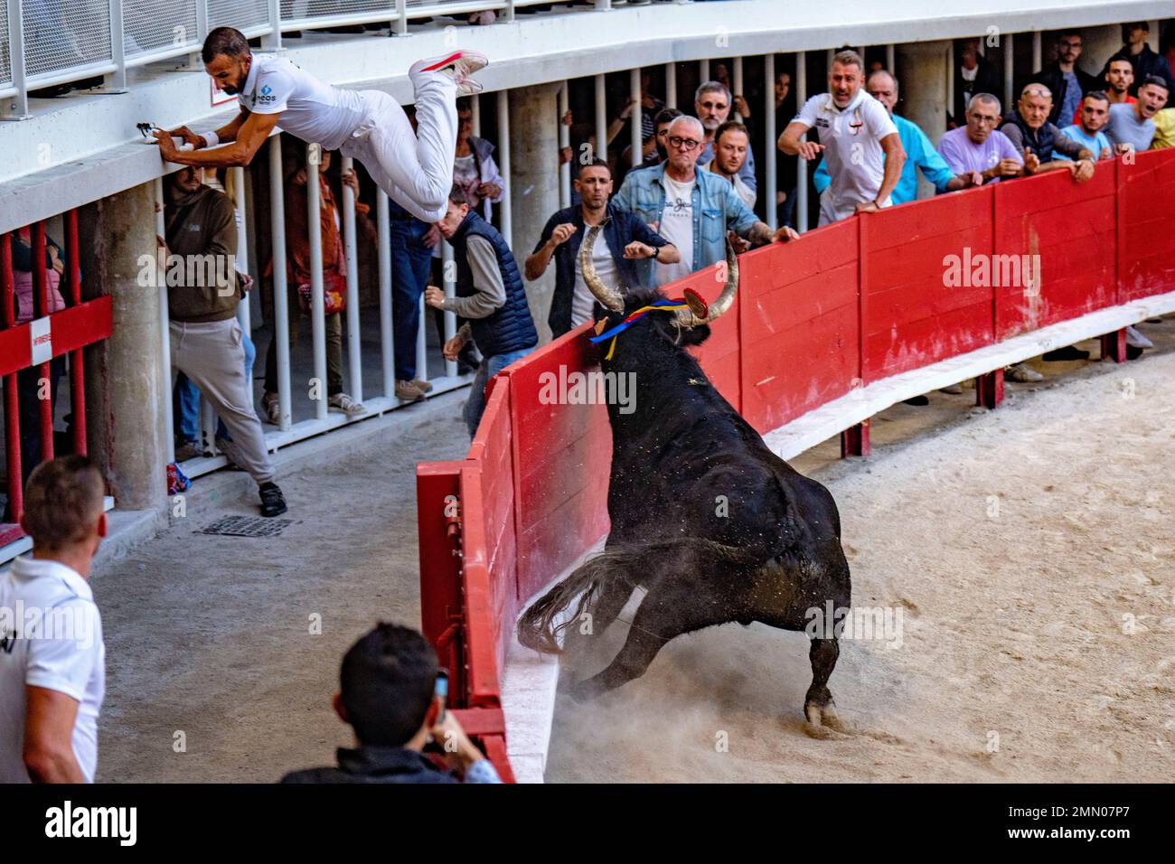 Frankreich, Herault (34), Lunel, Camargue-Rennen, 50. Jahre Saumade Herd, Santorin-Stier Stockfoto