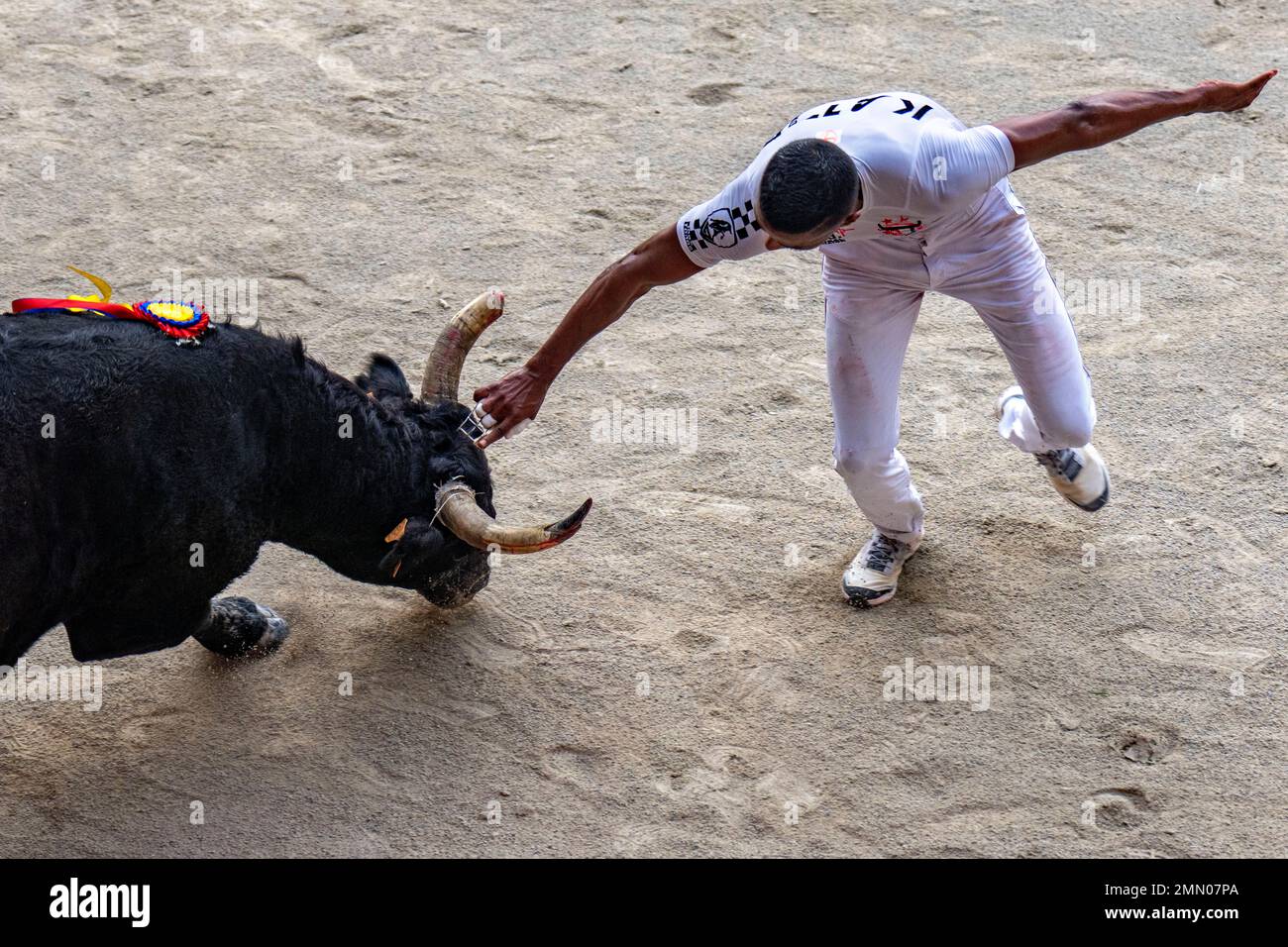 Frankreich, Herault (34), Lunel, Camargue-Rennen, 50. Jahre Saumade Herd, Santorin-Stier Stockfoto