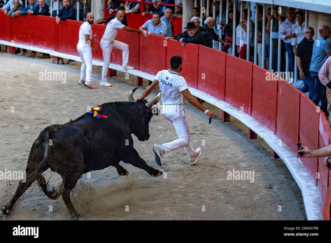 Frankreich, Herault (34), Lunel, Camargue-Rennen, 50. Jahre Saumade Herd, Kobalt-Stier Stockfoto