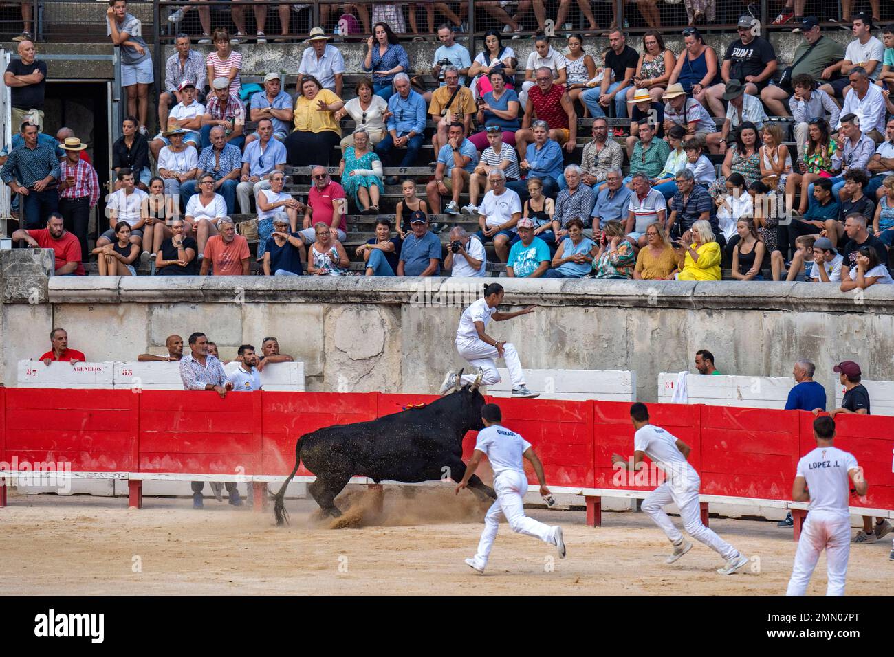 Frankreich, Gard, Nimes, Royal Camargue Race der Saumade Herd, der Vicar Bulle Stockfoto