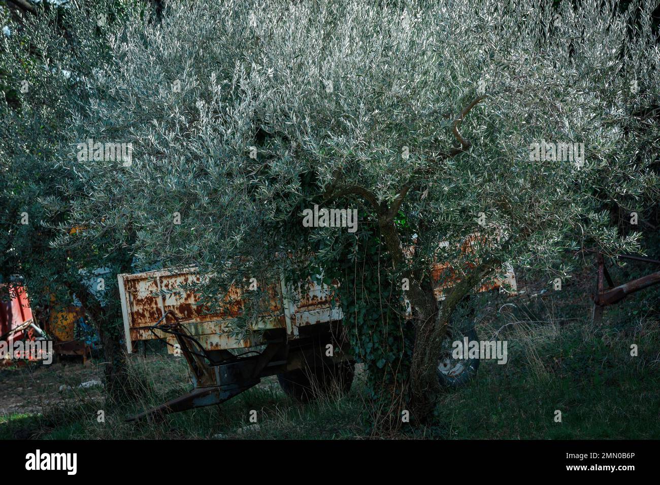 Frankreich, Gard, Saint Laurent des Arbres, Château Devoy Martine, Landwirtschaftswagen unter einem Olivenbaum Stockfoto
