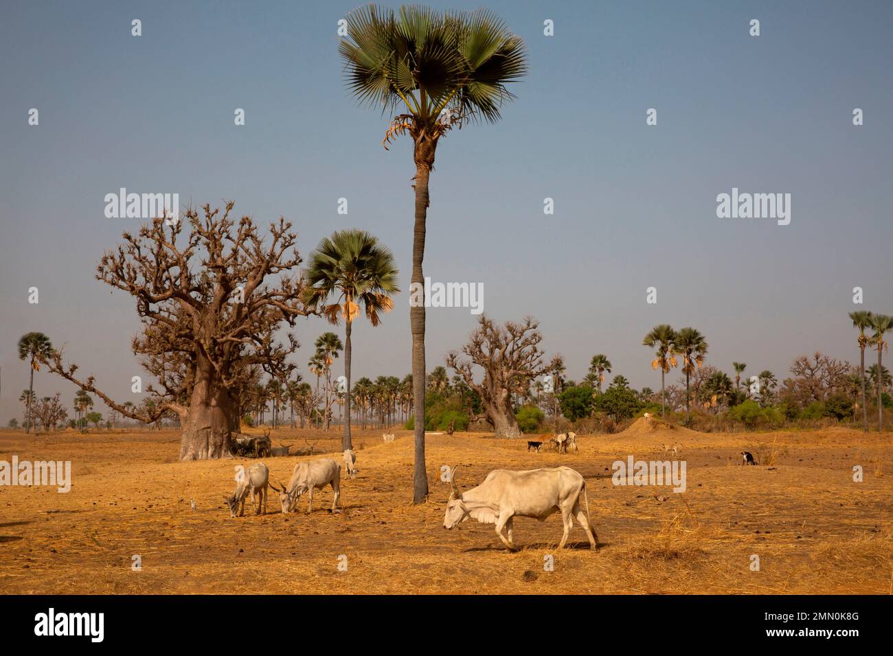 Senegal, Saloum Delta, das von der UNESCO zum Weltkulturerbe erklärt wurde, Zebus weidet das Stroh einer trockenen Savanne inmitten von Baobabs und ramier Palmen Stockfoto