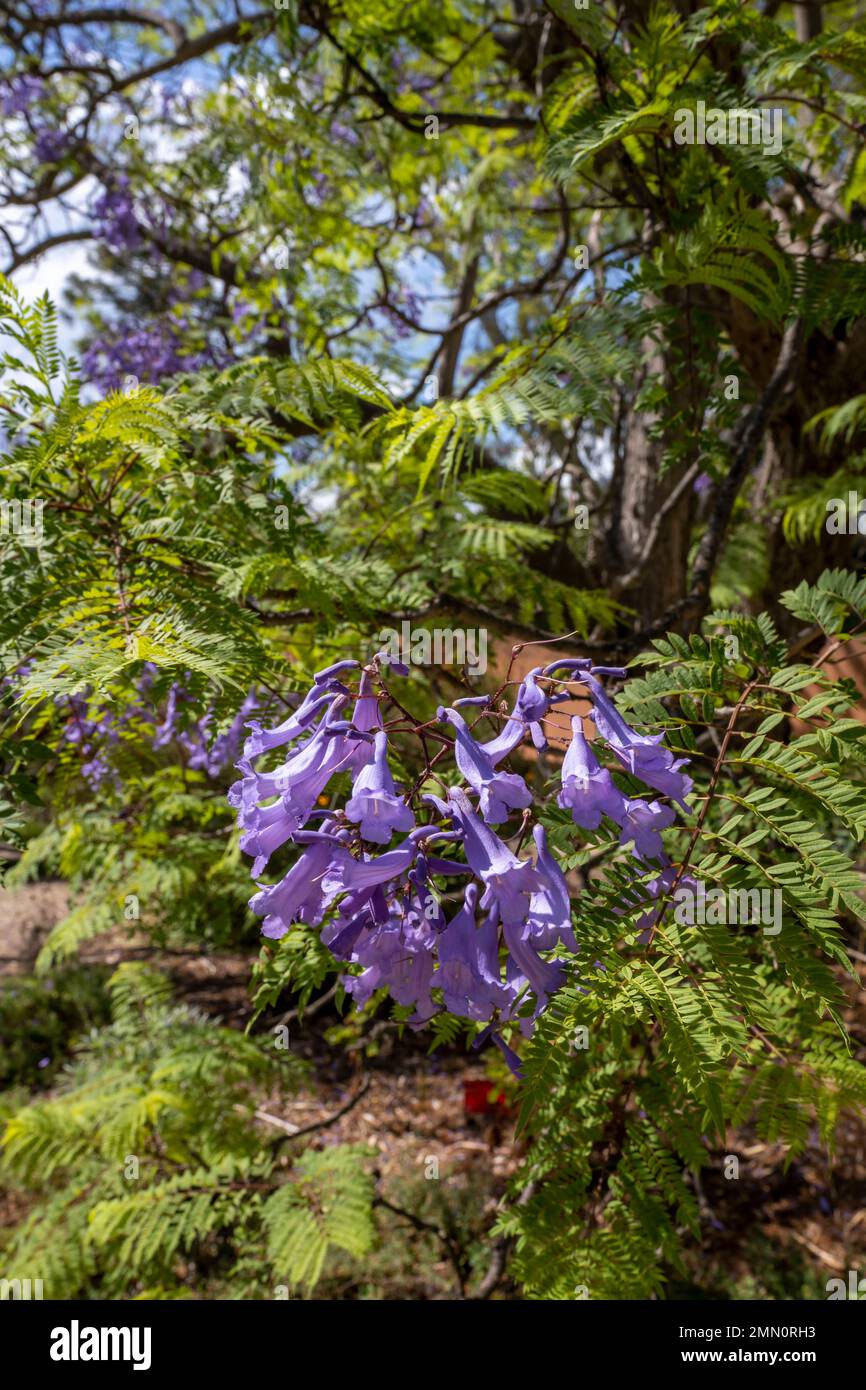 Frankreich, AlpesMaritimes, Antibes, der Botanische Garten der Villa