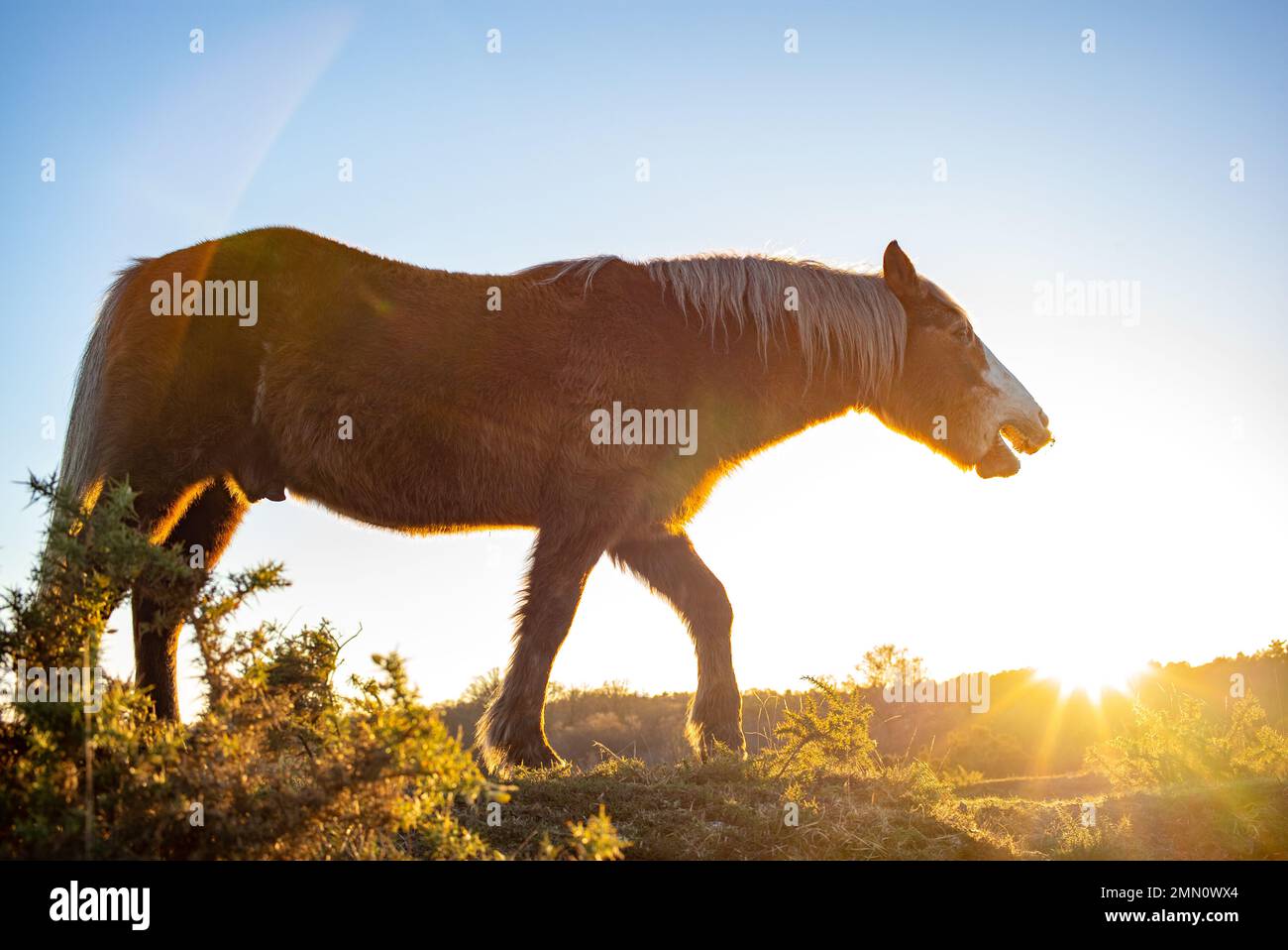 Ein Pferd steht vor der untergehenden Wintersonne neben seinem Gesicht und sieht sehr spirituell aus, aus einem tiefen Winkel im New Forest England. Stockfoto