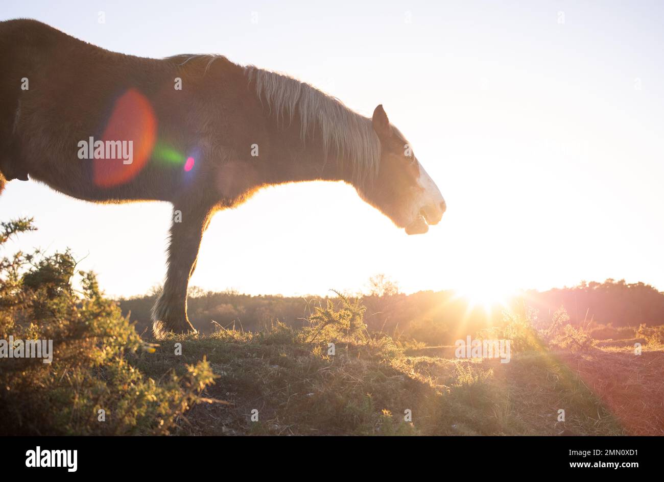 Ein Pferd steht vor der untergehenden Wintersonne neben seinem Gesicht und sieht sehr spirituell aus, aus einem tiefen Winkel im New Forest England. Stockfoto