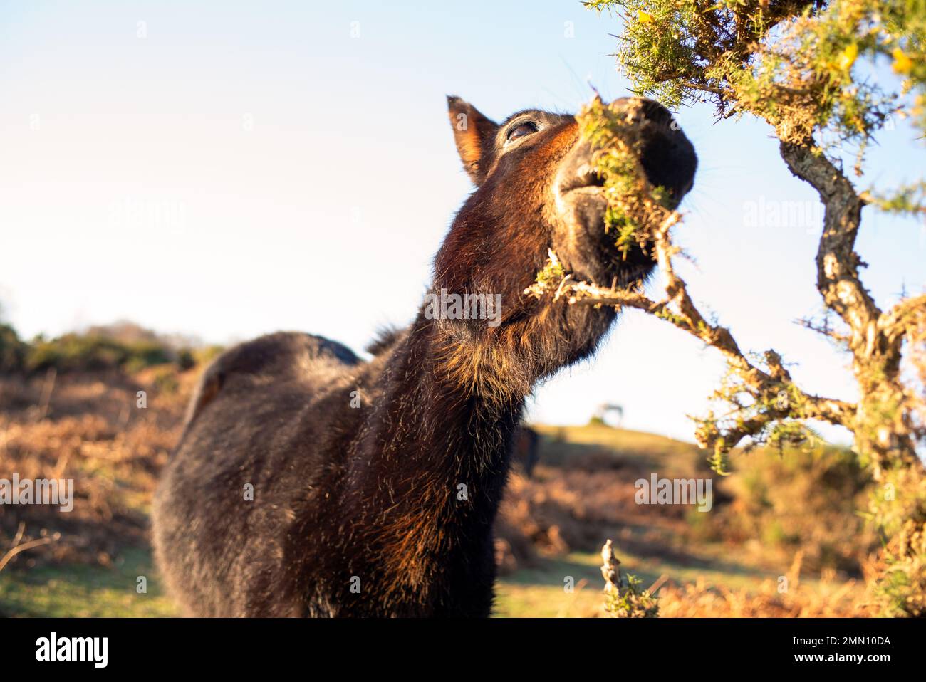 Ein Esel mit Wintermantel, der im New Forest Hampshire England einen Riesenbusch isst. Stockfoto