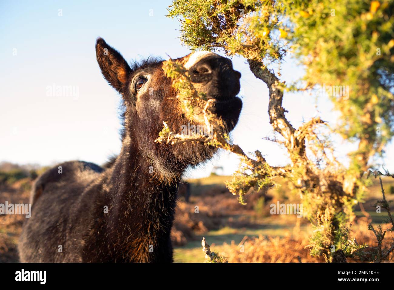Ein Esel mit Wintermantel, der im New Forest Hampshire England einen Riesenbusch isst. Stockfoto