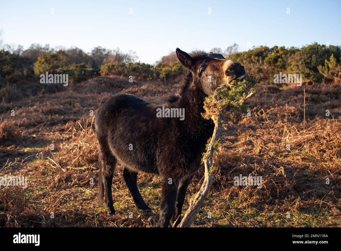 Ein Esel mit Wintermantel, der im New Forest Hampshire England einen Riesenbusch isst. Stockfoto