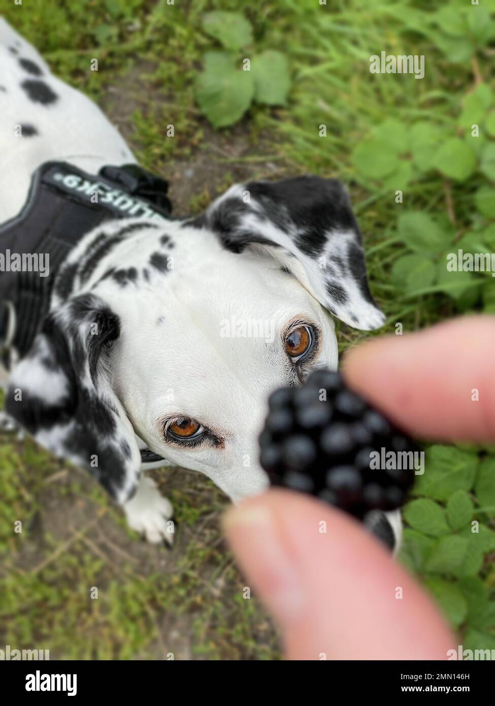 Ein dalmatinischer Hund bekommt ein Blackberry-Leckerli Stockfoto