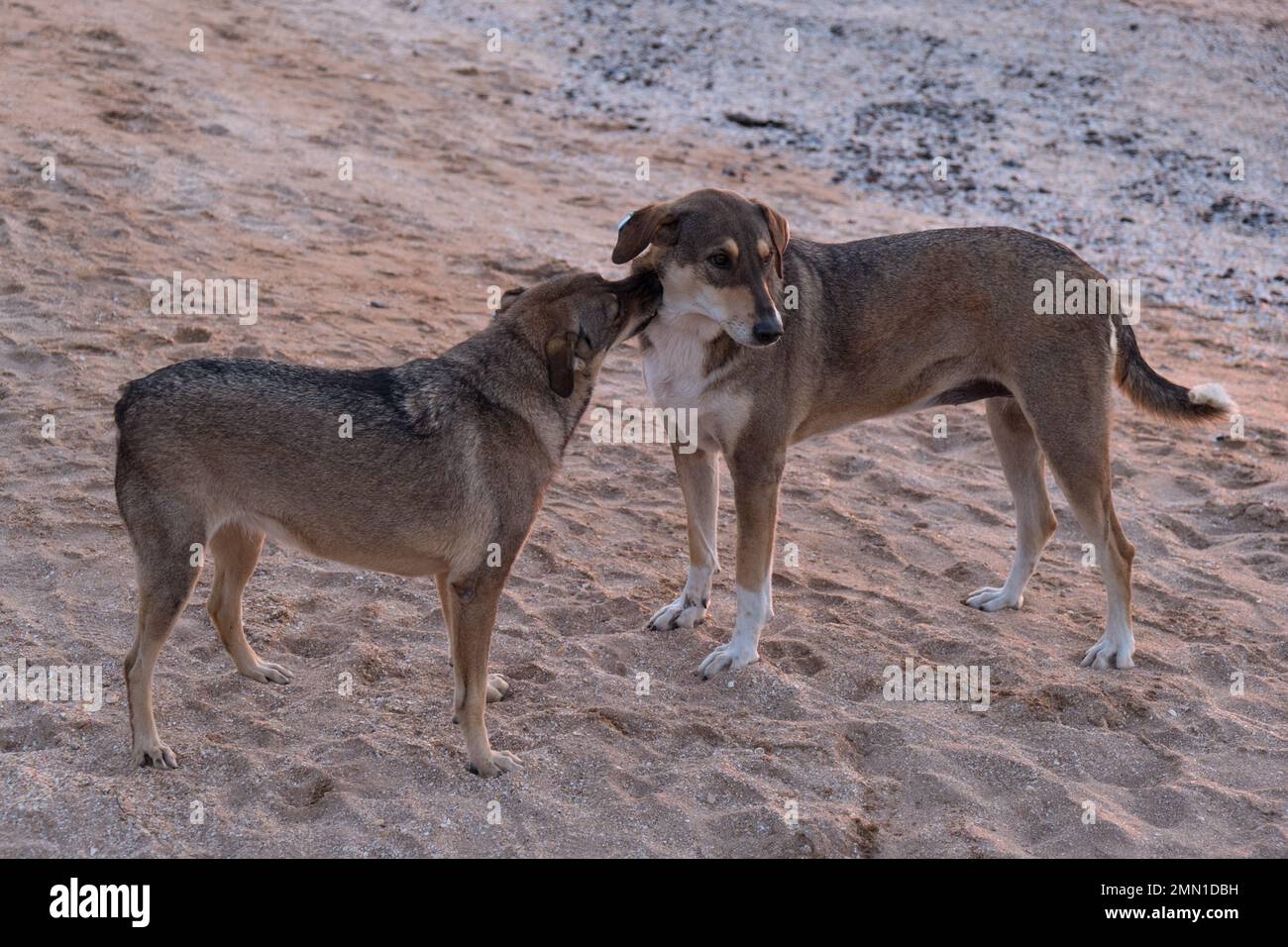 Zwei obdachlose Mungrels schnüffeln an einem Freund von DRG und spielen am Strand. Hunde auf der Straße, Tierklinik, Halsband. Hochwertiges Foto Stockfoto