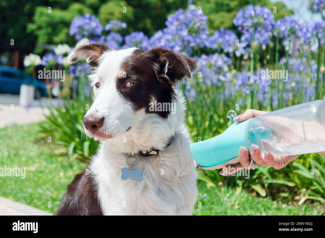 Border Collie Hündchen möchte nicht mehr Wasser von dem tragbaren Trinker trinken, den sein Besitzer ihm anbietet, während der Pause im Park zu sitzen. Stockfoto