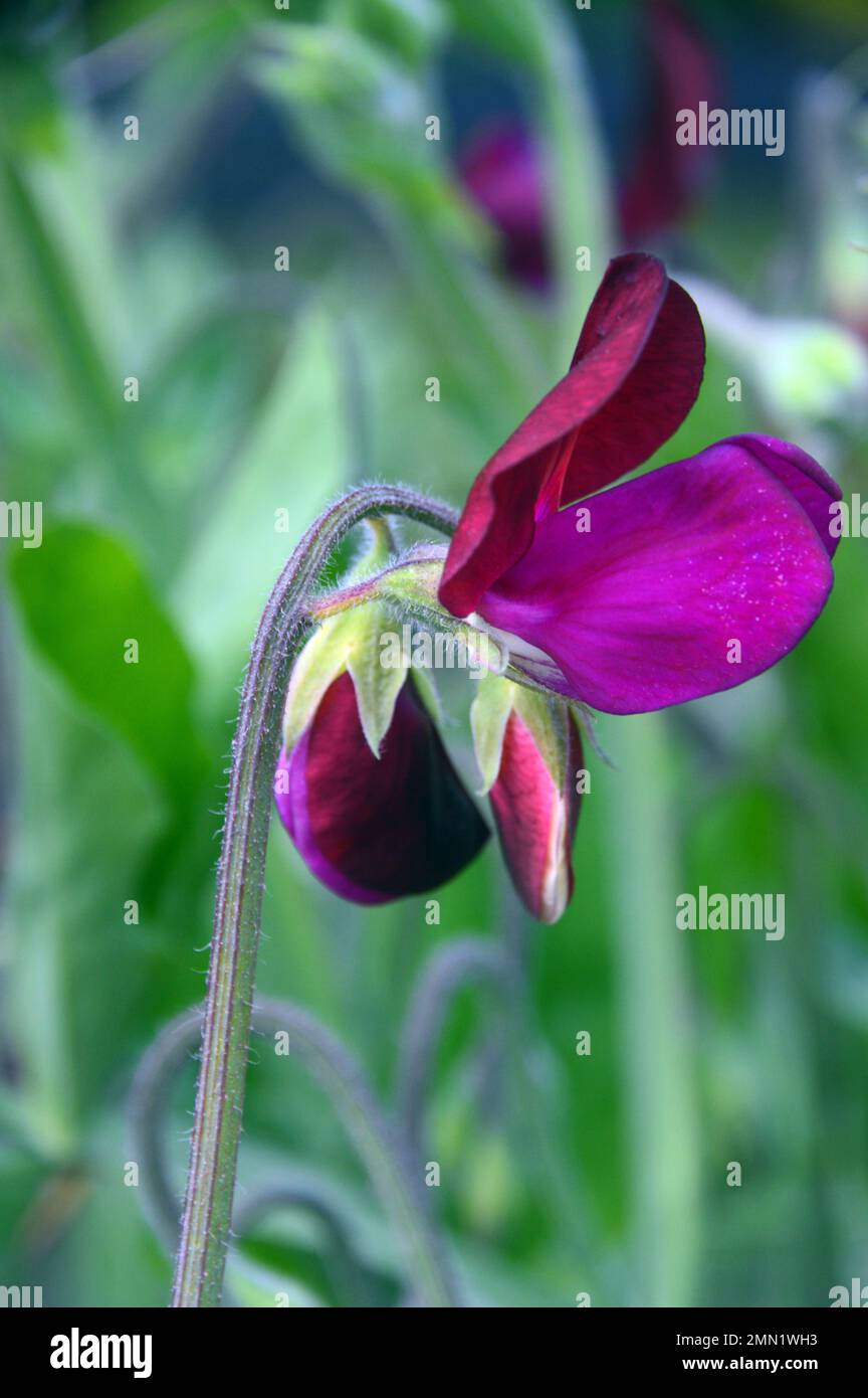 Single Purple/Violet Coloured (Lathyrus odoratus) Sweet Pea „Starry Night“, angebaut bei RHS Garden Harlow Carr, Harrogate, Yorkshire, England, Großbritannien. Stockfoto