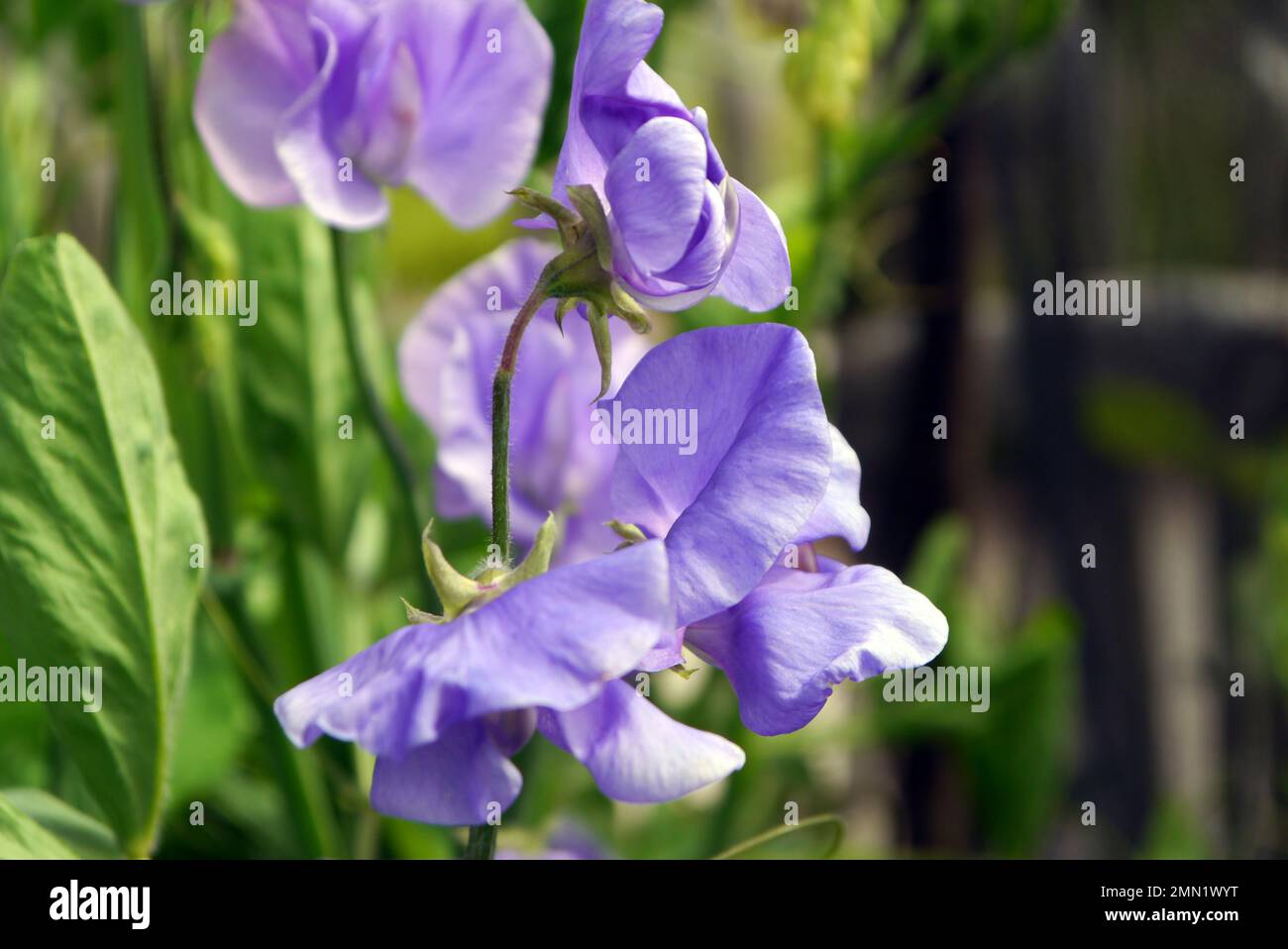 Lila/Mauve Coloured (Lathyrus odoratus) Sweet Pea „Help the Heroes“, angebaut bei RHS Garden Harlow Carr, Harrogate, Yorkshire, England, Großbritannien. Stockfoto