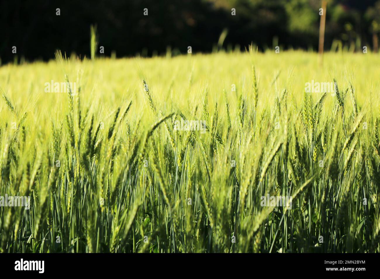 Grünes Weizenfeld im sonnigen Tag. Stockfoto