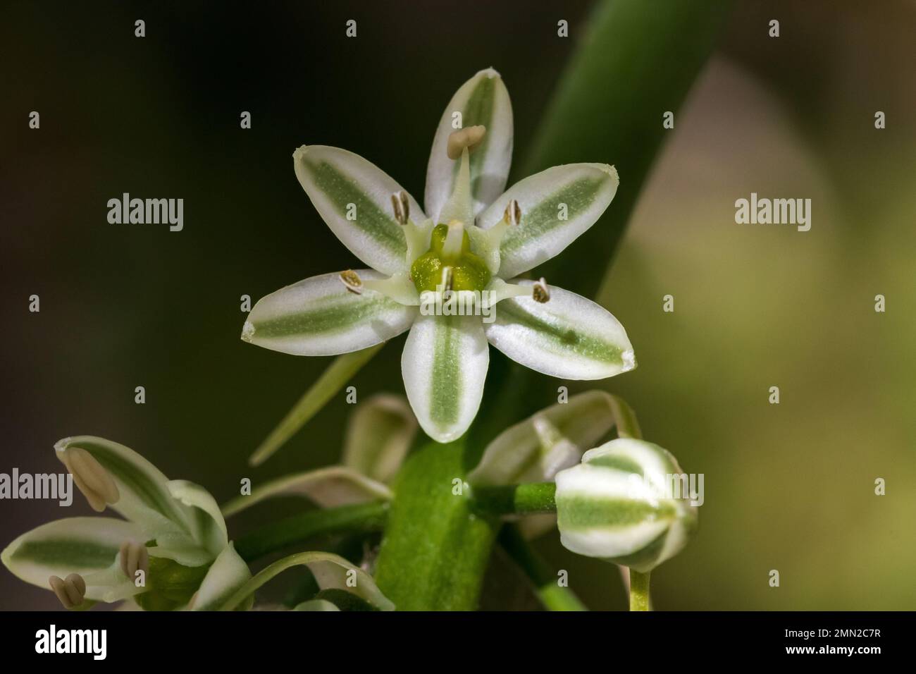 Albuca bracteata, falsche Zwiebel Stockfoto