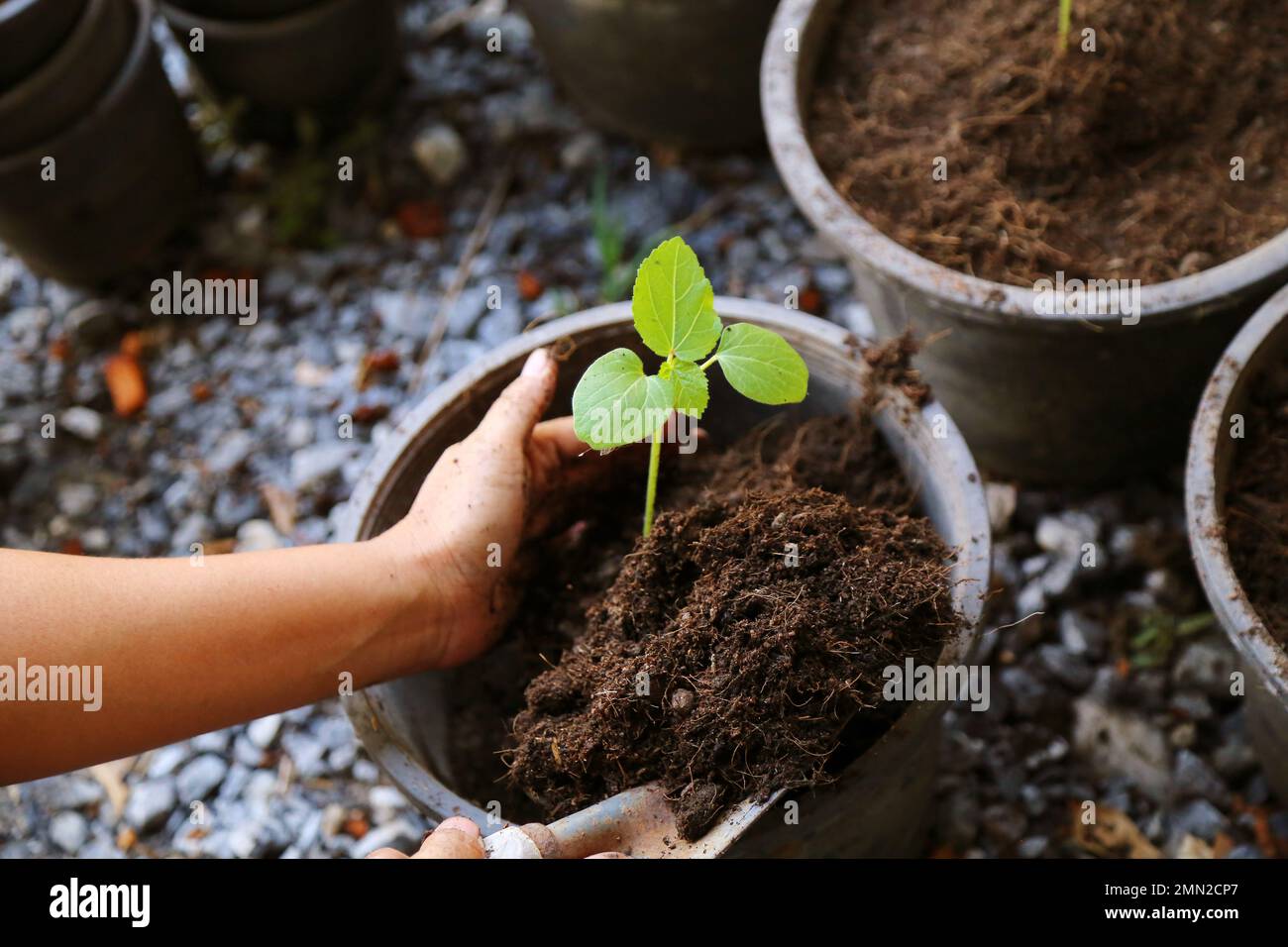 Baby-Gemüse von Hand in Blumentopf Pflanzen. Okra. Gumbo. Der Finger der Baby-Lady. Stockfoto