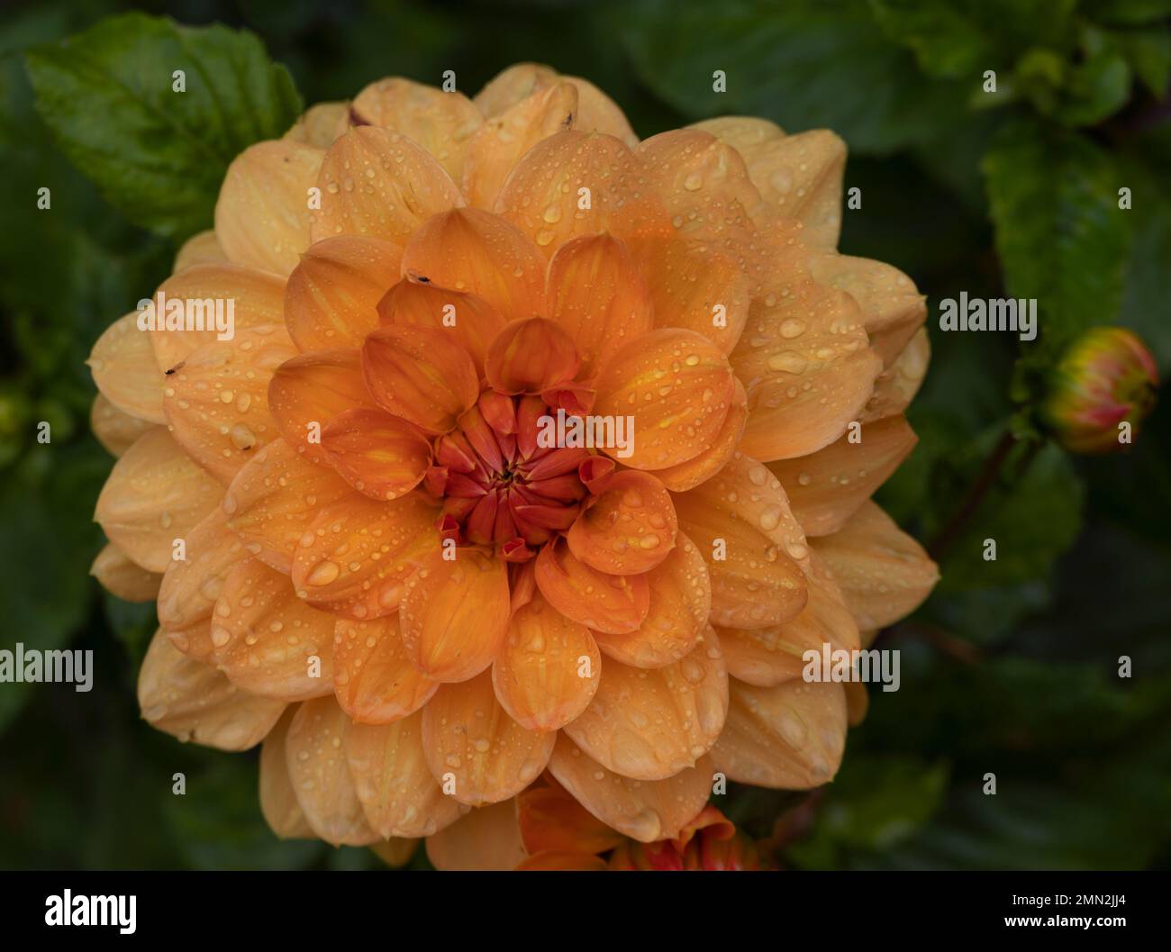 Nahaufnahme einer vollständig blühenden orangefarbenen und roten Dahlienblume, die in Wien, Österreich, gefangen wurde. Stockfoto