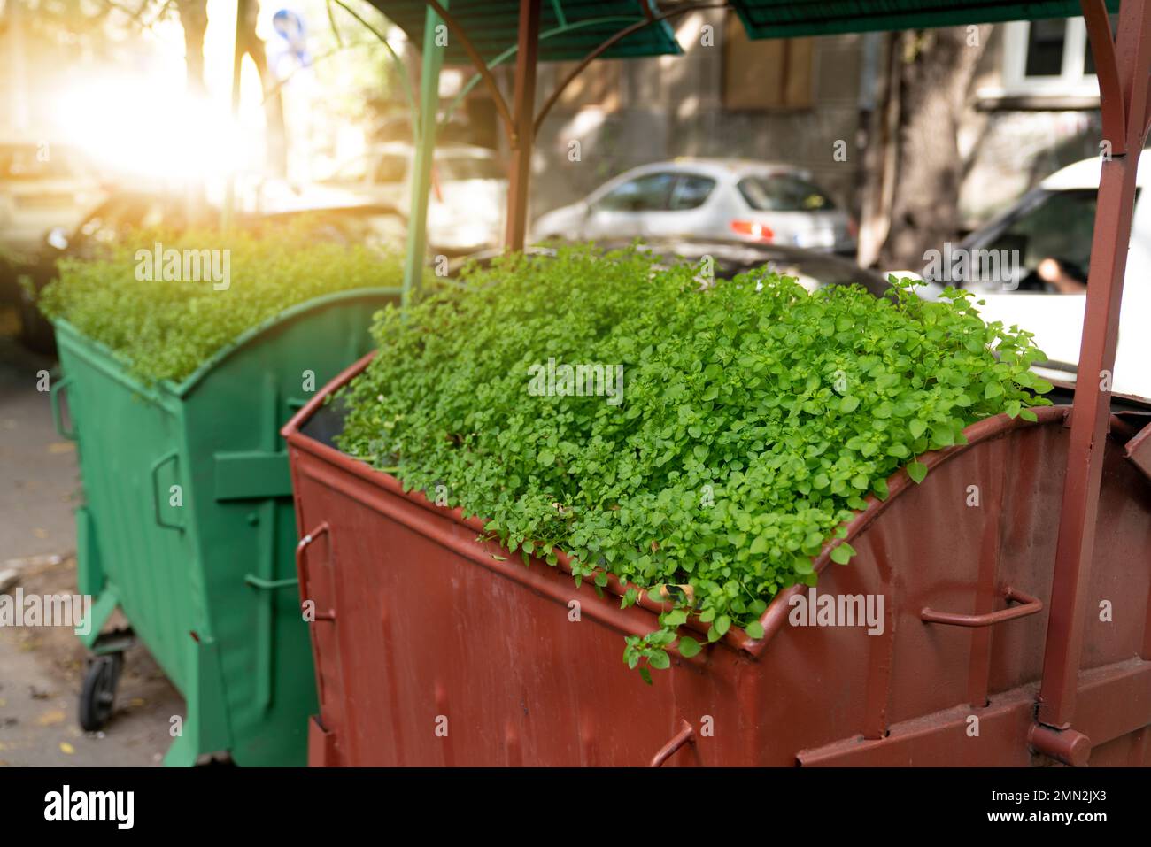 Pflanzen wachsen in Mülltonnen auf einer Stadtstraße. Erhaltung der Natur. Stockfoto