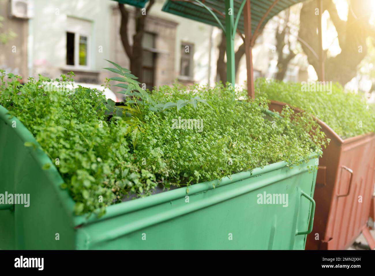 Pflanzen wachsen in Mülltonnen auf einer Stadtstraße. Erhaltung der Natur. Stockfoto