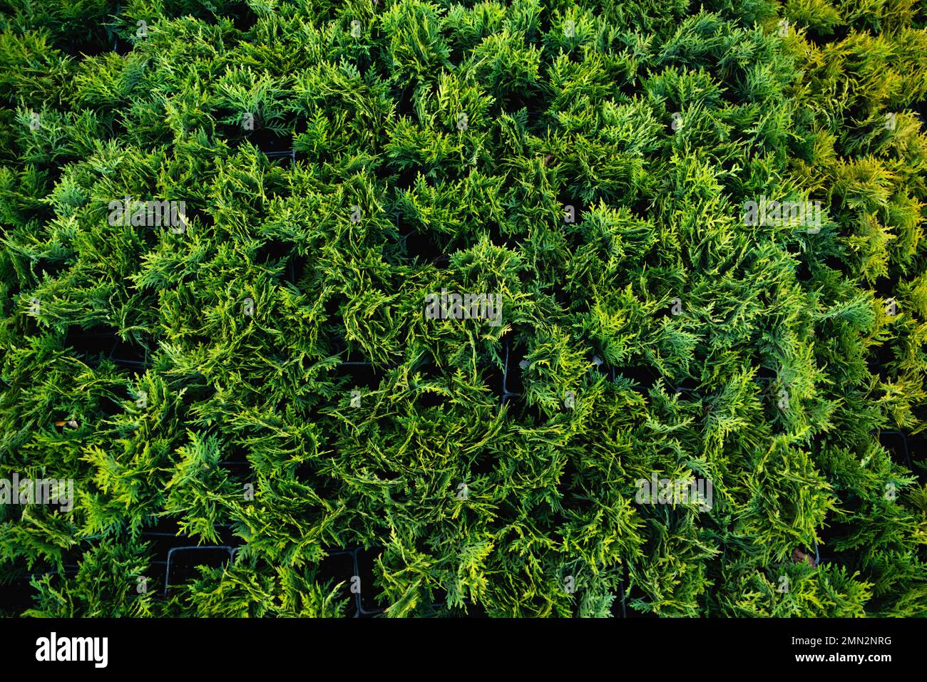 Nahaufnahme von grünen Thuja-Ästen. Grünpflanzen im Hintergrund. Stockfoto