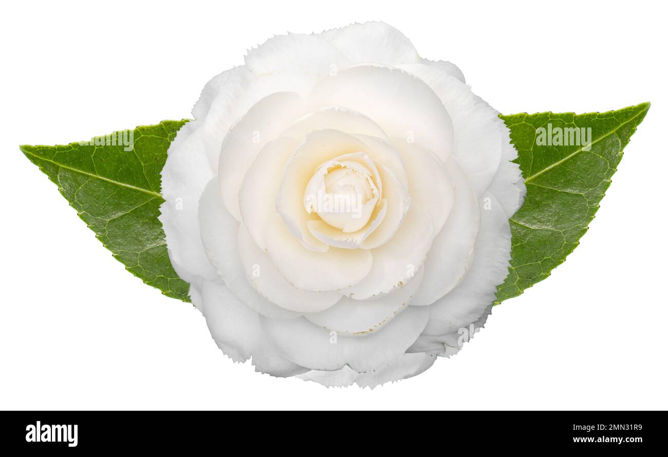 Weiße Kamelienblume mit isolierten Blättern auf weißem Hintergrund. Camellia japonica Stockfoto