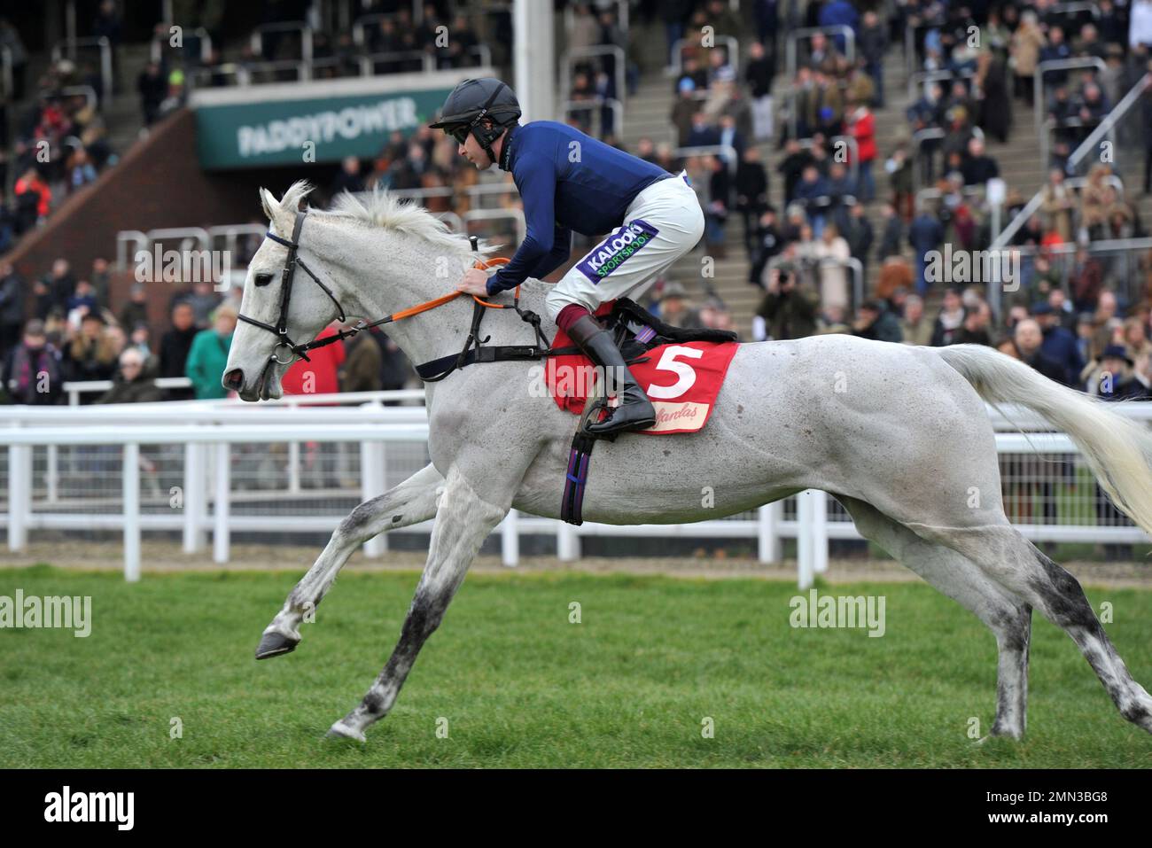 Rennen Drei. Die Glenfarclas Cross Country Chase. Schneeleopardin, die von Aidan Coleman auf dem Weg zum Start geritten ist. Pferderennen im Cheltenham Race Stockfoto