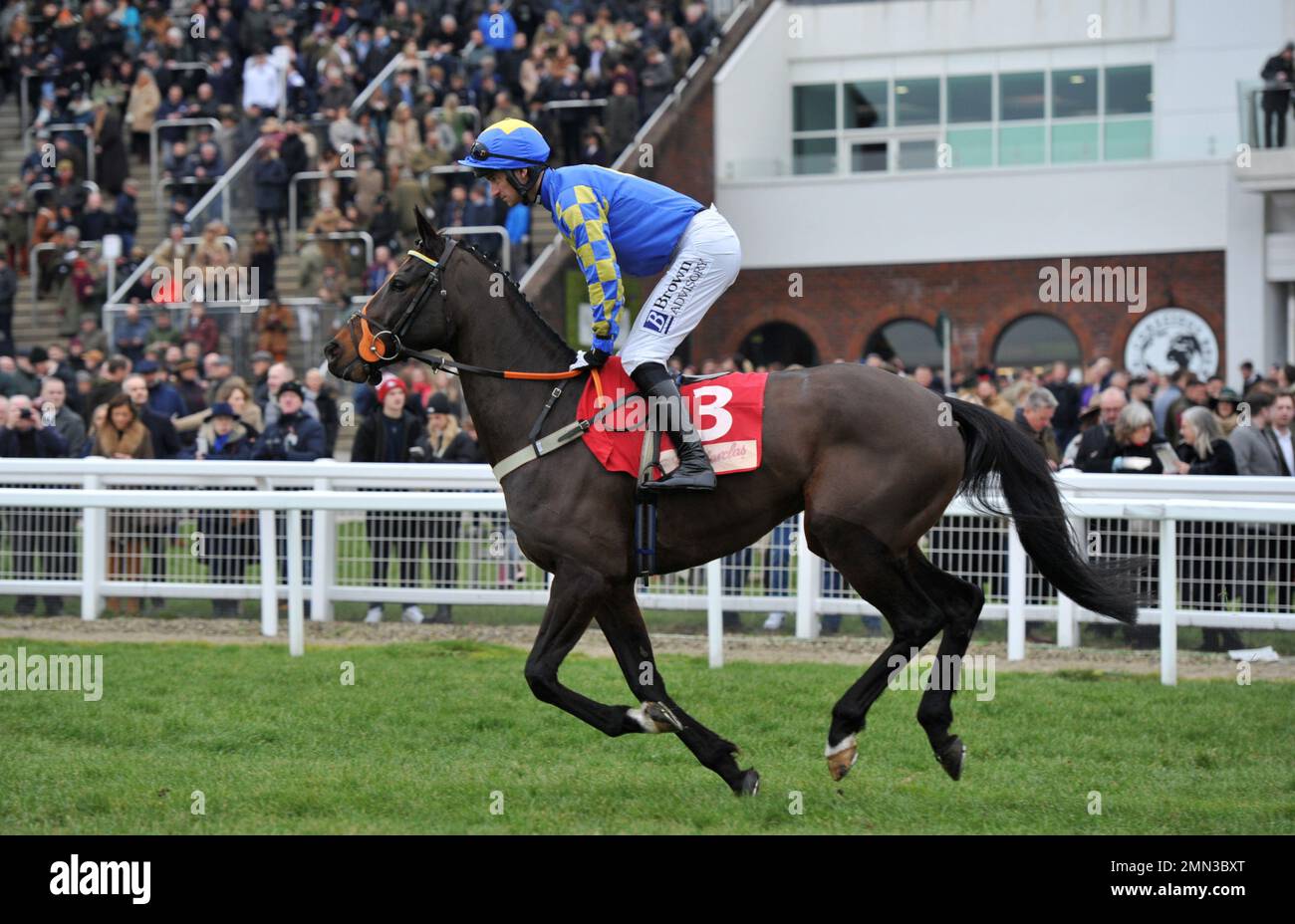 Rennen Drei. Die Glenfarclas Cross Country Chase. ROI Mage, gefahren von Patrick Mullins auf dem Weg zum Start. Pferderennen bei Cheltenham Racecours Stockfoto