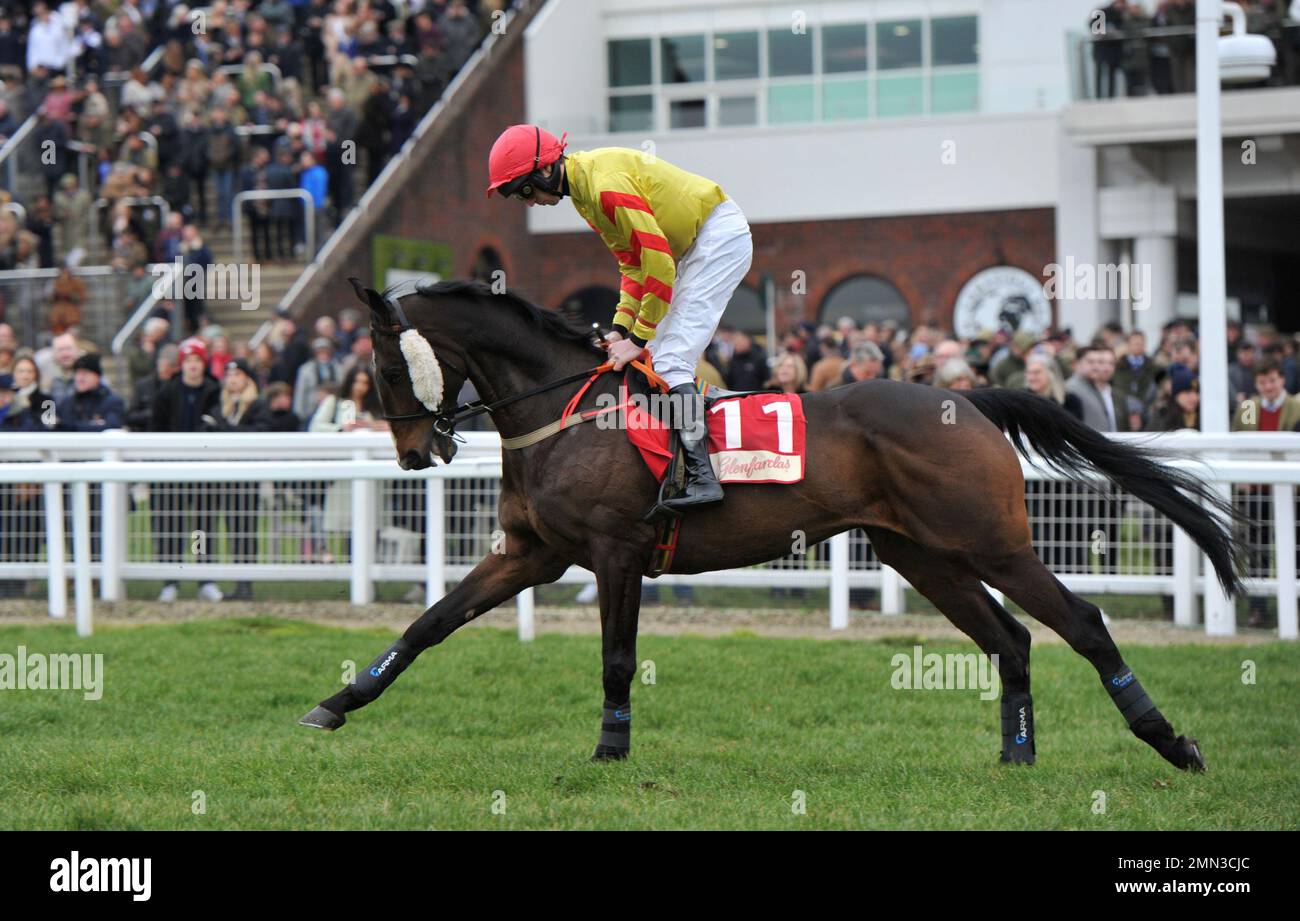 Rennen Drei. Die Glenfarclas Cross Country Chase. Singende Banjo, geritten von B. J. Walsh auf dem Weg zum Start. Pferderennen auf der Cheltenham Rennbahn Stockfoto