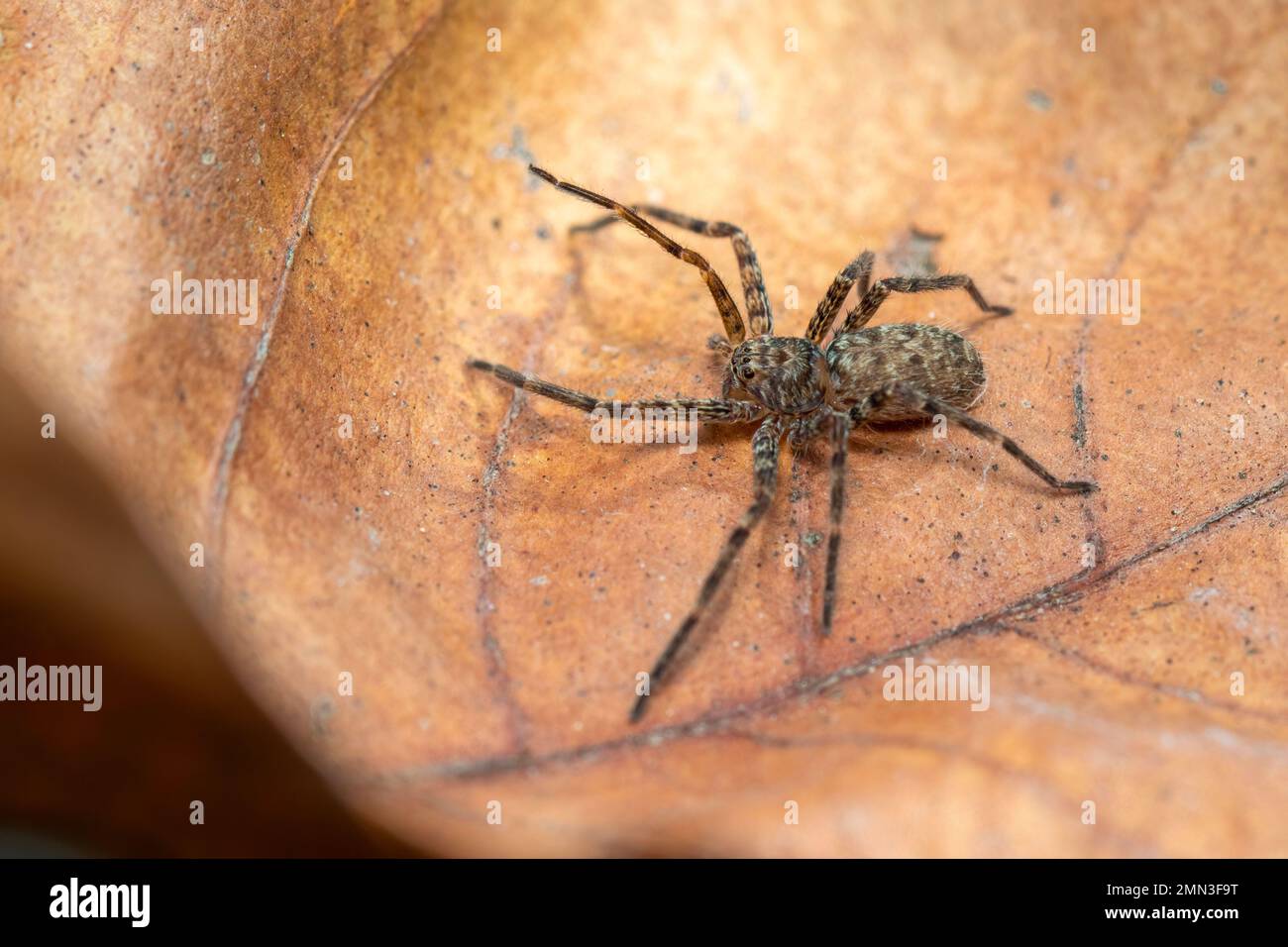 Bild einer braunen Spinne auf trockenen Blättern. Insekten. Ein Tier. Stockfoto