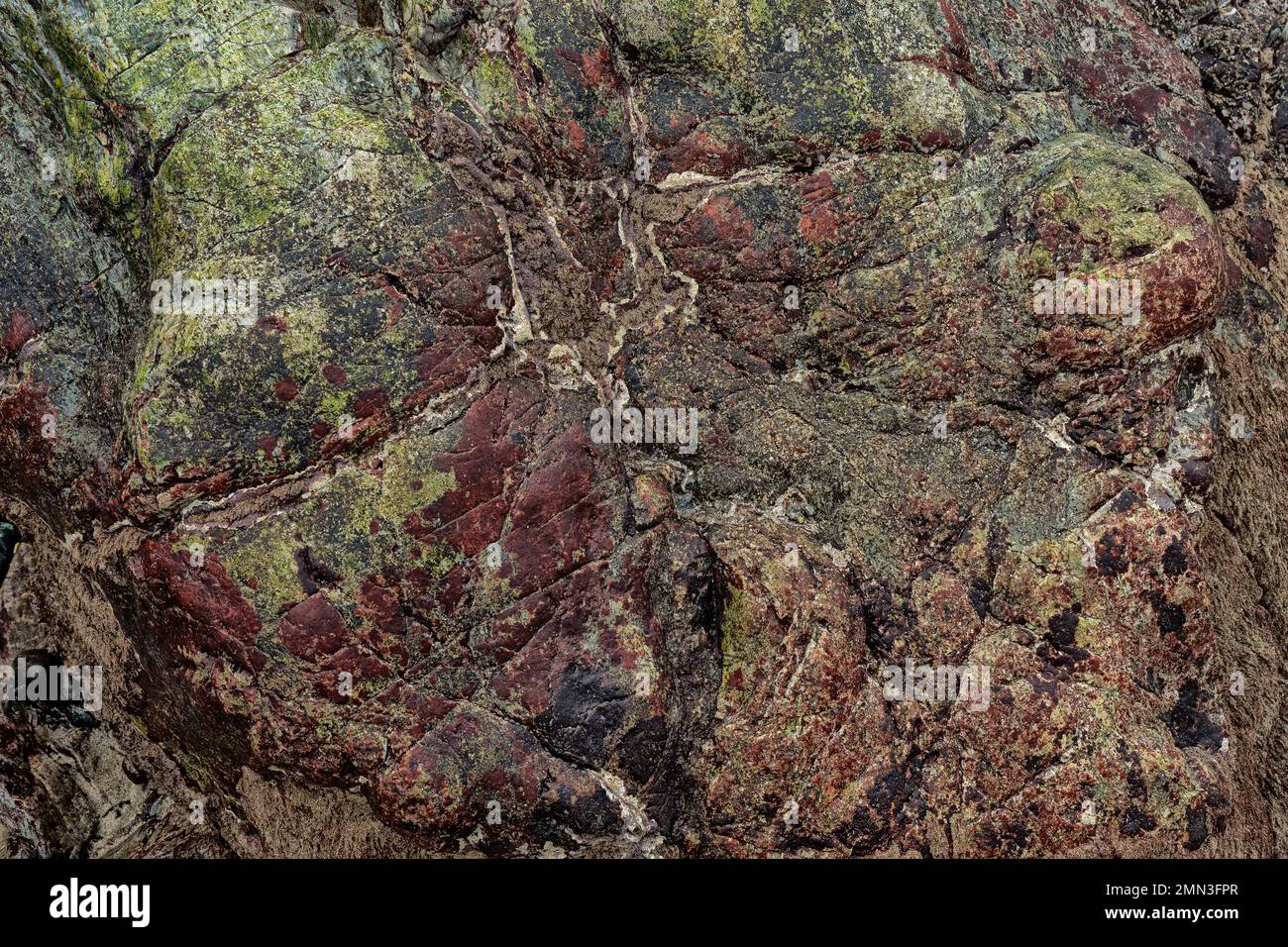 Die Gesteine in den Porthleven-Klippen sind hauptsächlich feinkörnige Sedimentgesteine ( Turbiditen). Turbiditen sind Sedimente, die transportiert und abgelagert werden Stockfoto
