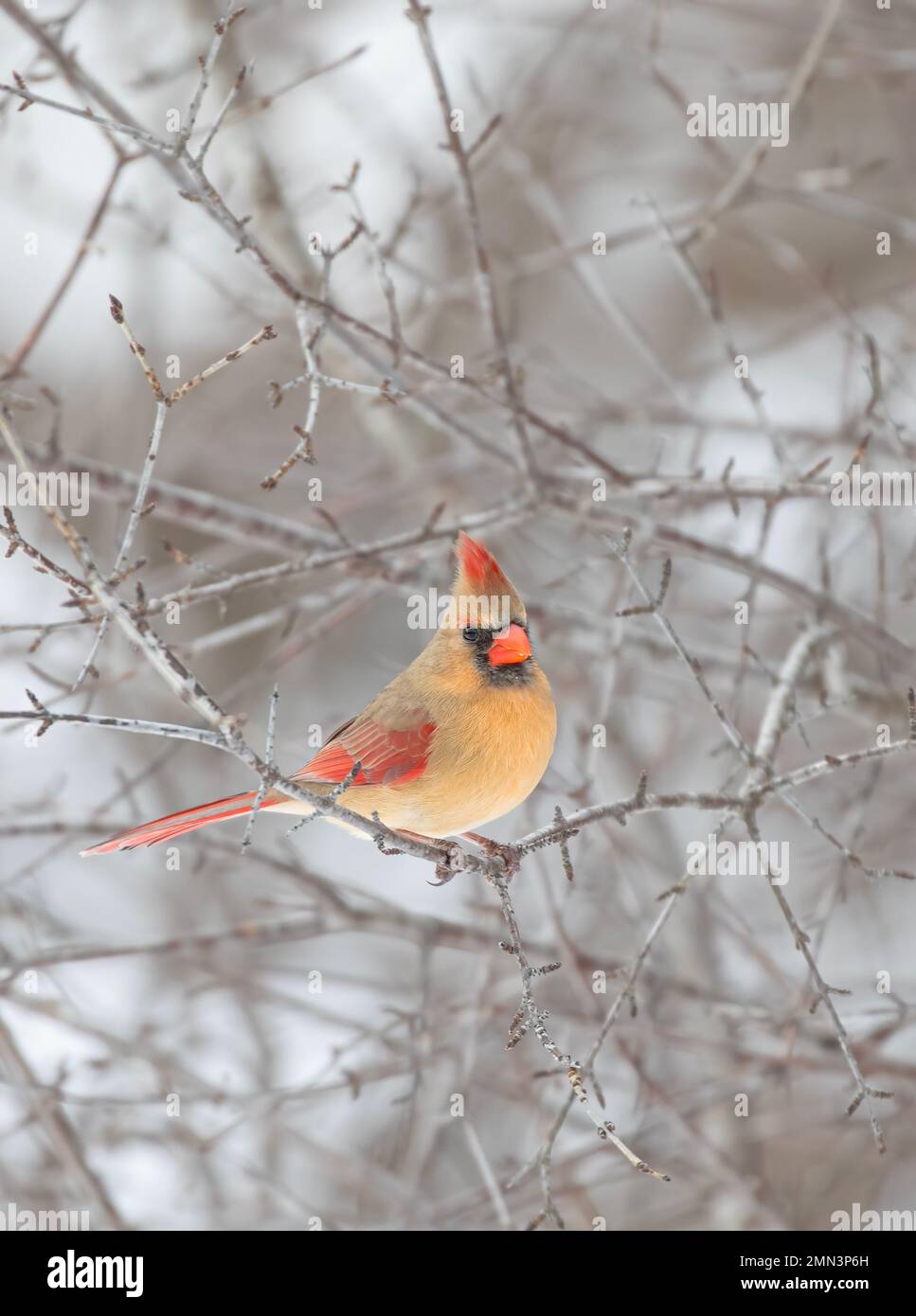 Northern cardinal - Cardinalis cardinalis weiblichen auf einem Zweig im Winter gehockt Stockfoto