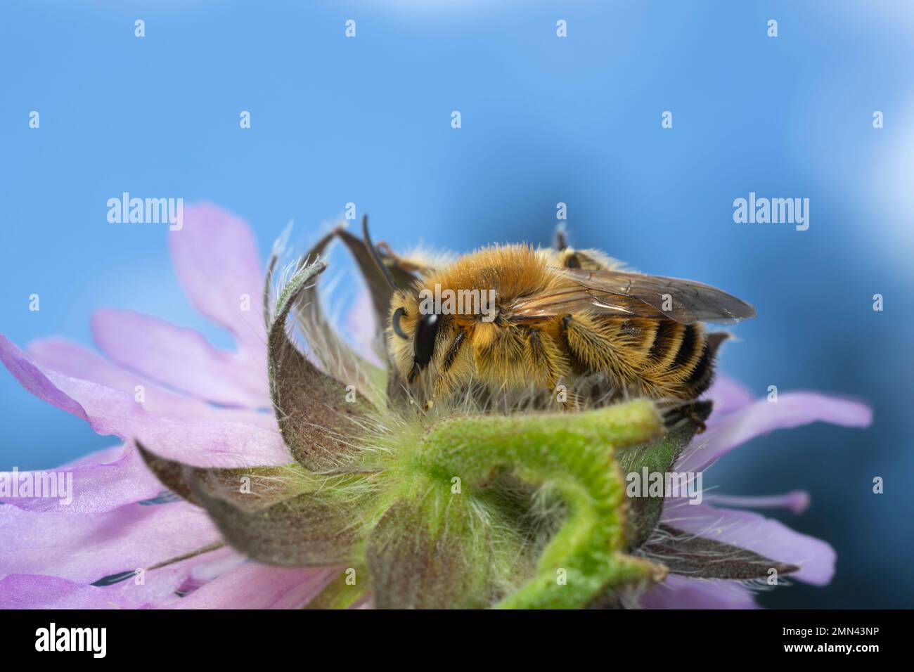 Männliche pantalon-Biene, Dasypoda hirtipes auf Feld skabious, Knautia arvensis, Nahaufnahme. Stockfoto