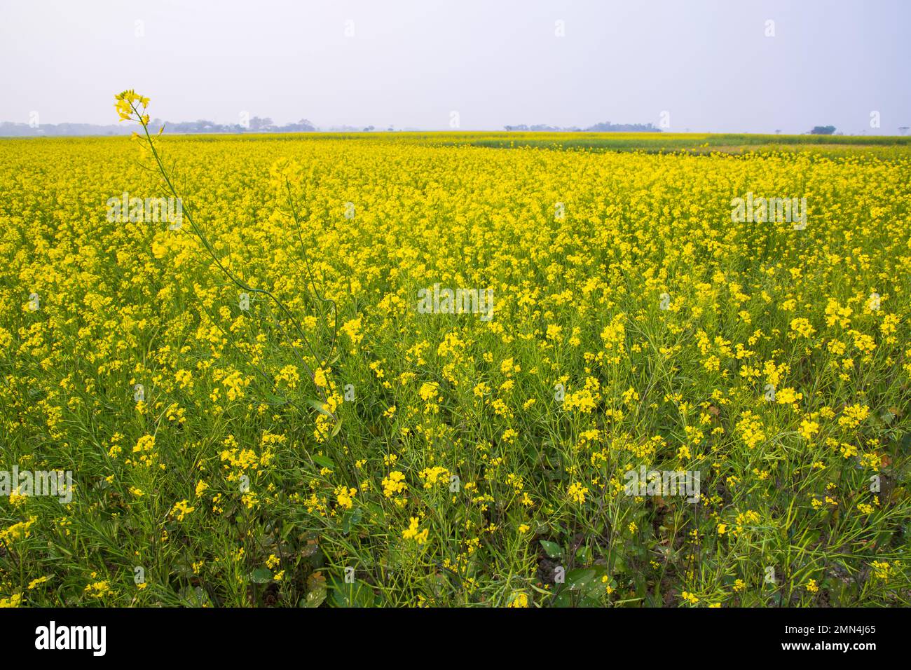 Wunderschöne Blumenlandschaft Blick auf Rapsblüten auf einem Feld in der Landschaft von Bangladesch Stockfoto