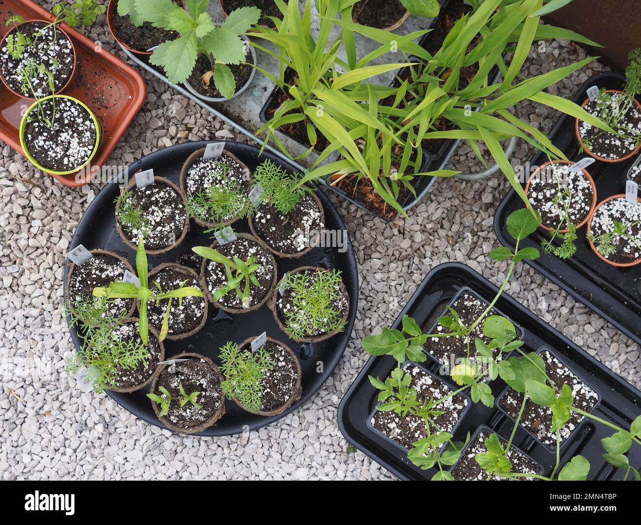 Harter jährlicher Setzling, der in kleine Töpfe gestanzt und im Freien ausgehärtet wird, um in einen Mähgarten gepflanzt zu werden. Von oben geschossen. Stockfoto