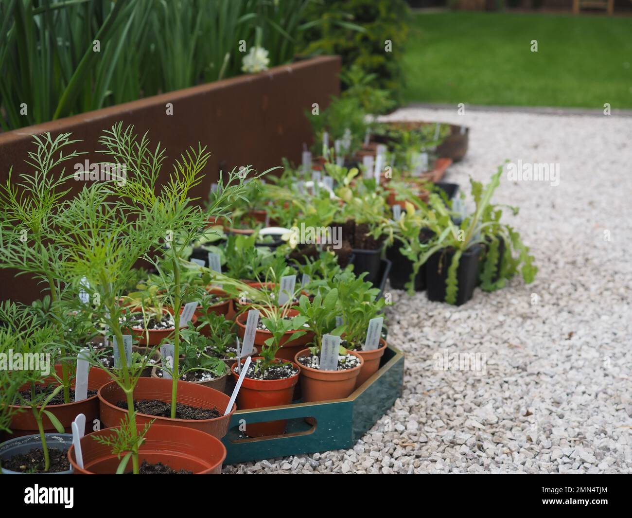 Harte jährliche Setzlinge und Gemüsesetzlinge, die in einem britischen Garten ausgehärtet werden und dann in Hochbeete gepflanzt werden können Stockfoto