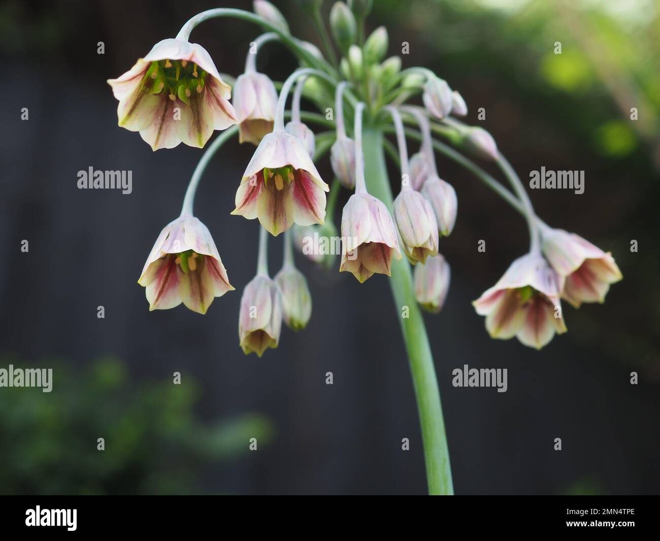 Nahaufnahme von Nectaroscordum siculum / Allium siculum (sizilianischer Honigknirsch) Umbellifer-Blütenkopf von unten, aufgenommen im Frühling in einem englischen Garten Stockfoto