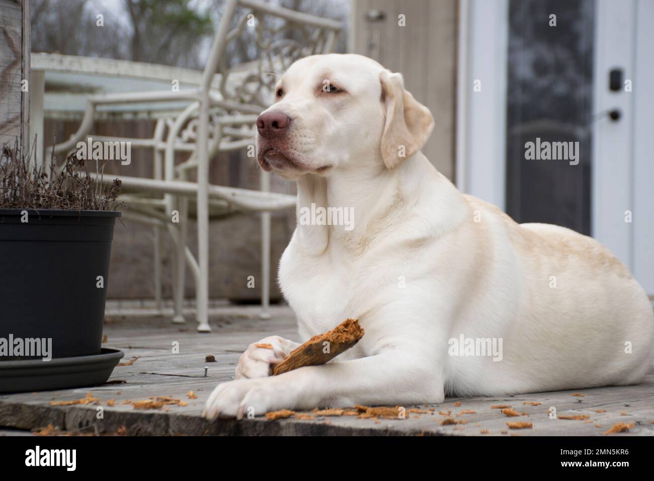 Gelber Labrador Retriever Stockfoto