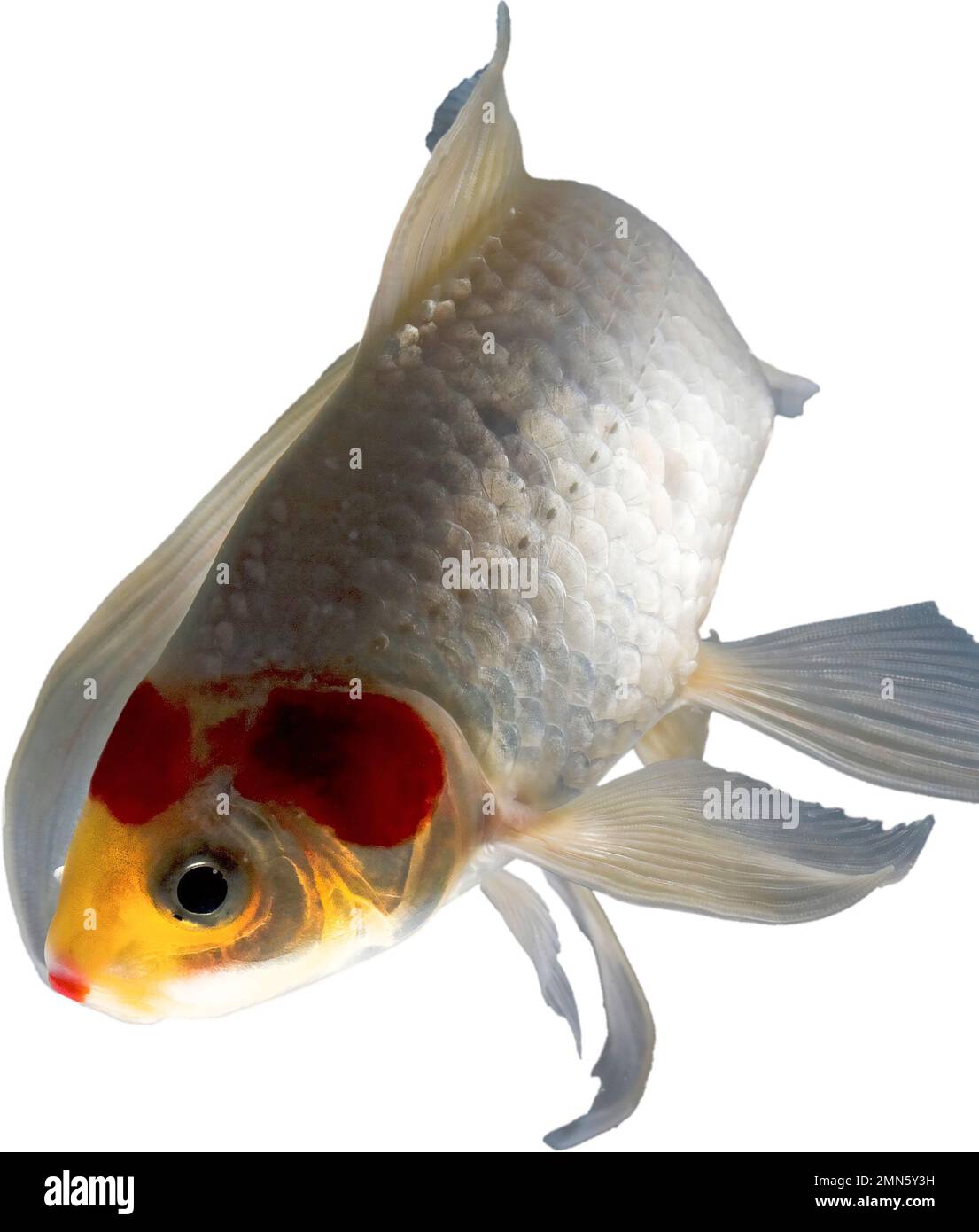 Weiße und orangefarbene Fische tauchen in Richtung Kamera mit weißem Hintergrund Stockfoto