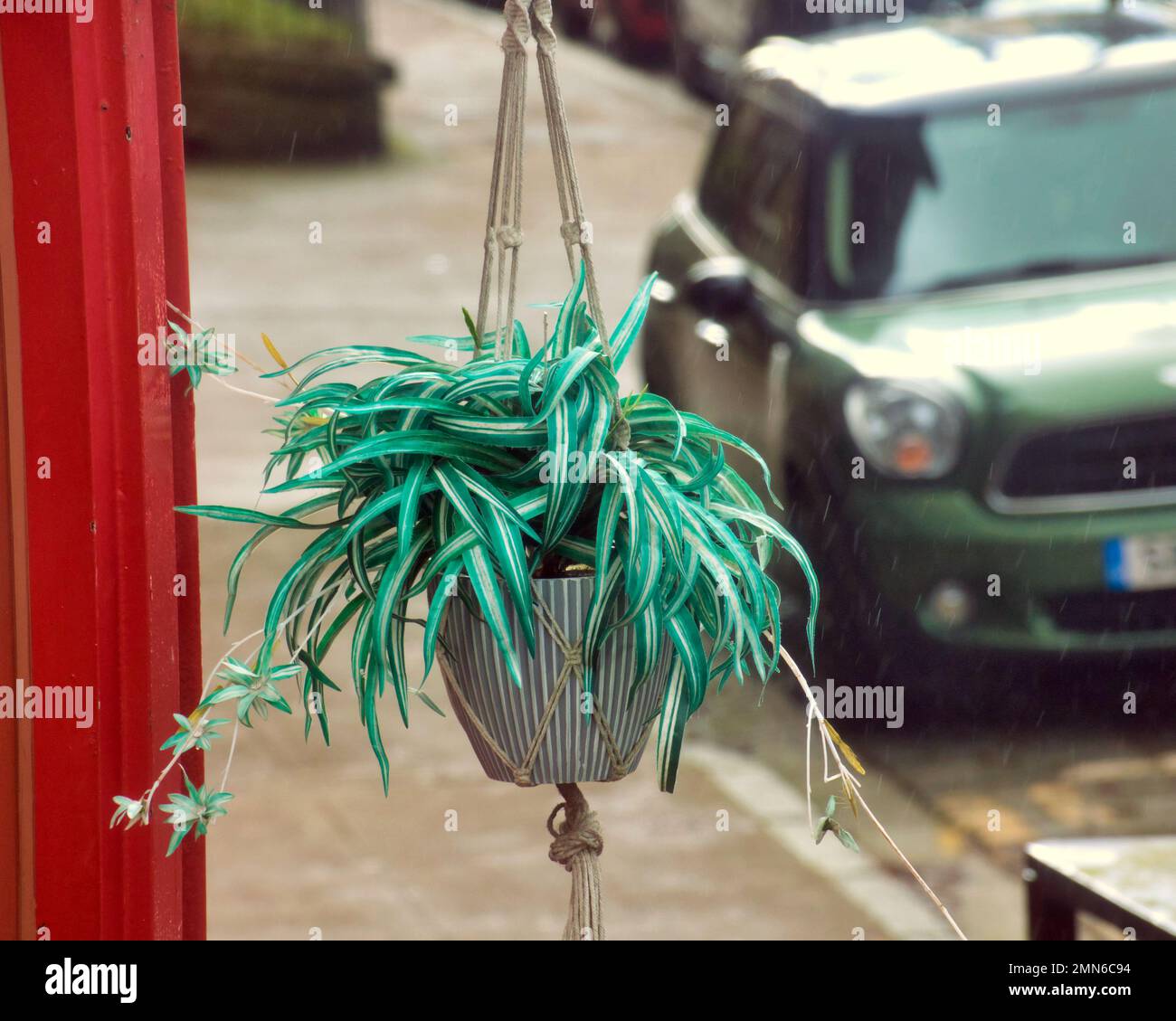 Eine gefüllte Spinnenpflanze hängt vom Laden auf der Straße Stockfoto