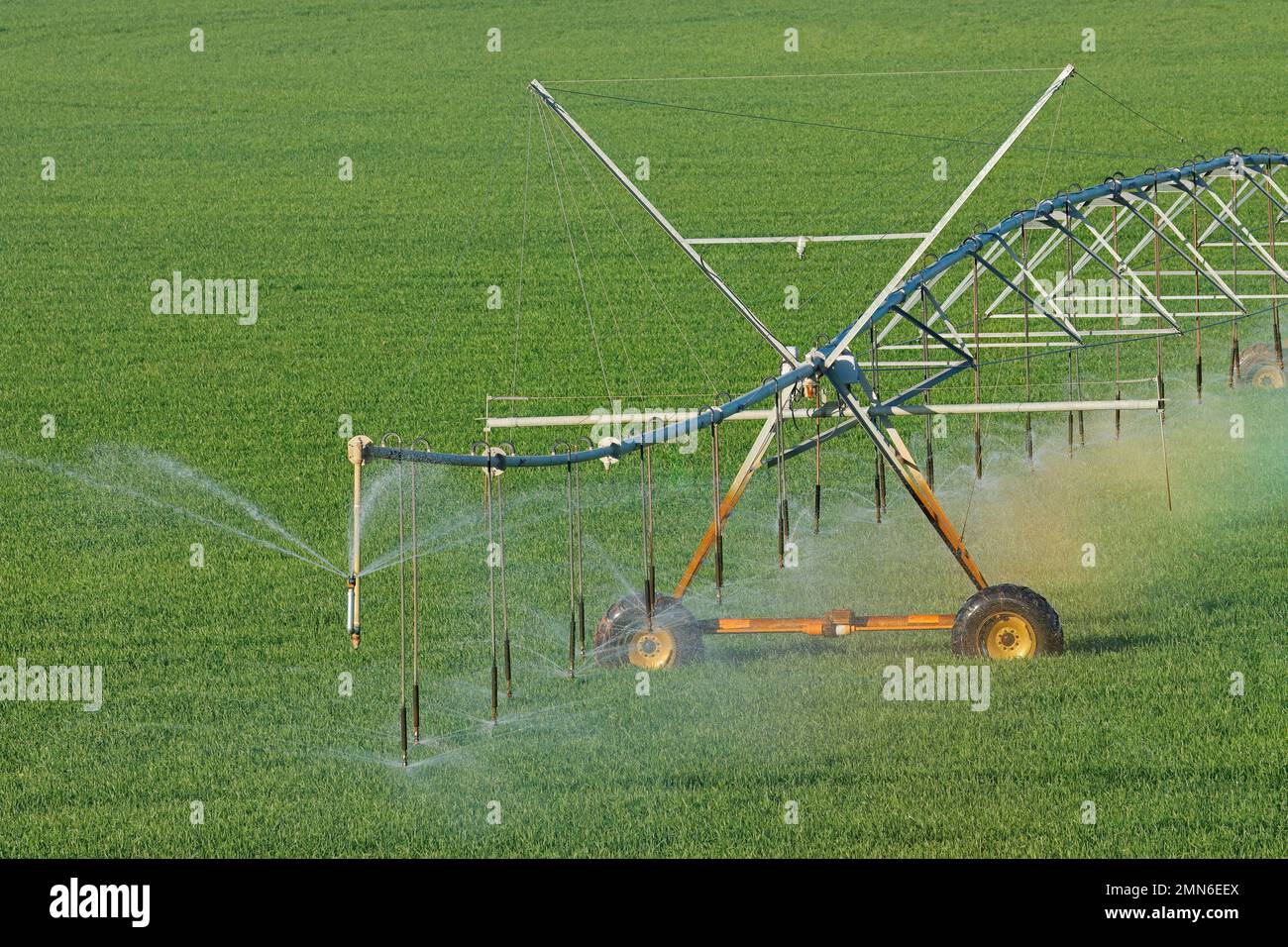 Wassersprinkler eines mittig drehbaren Bewässerungssystems auf üppigen grünen Pflanzen Stockfoto