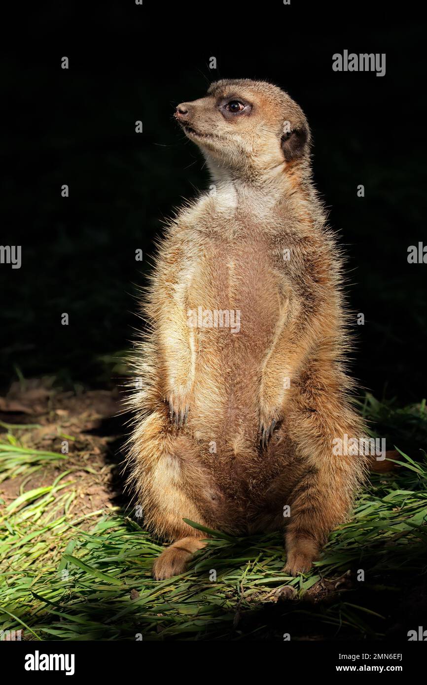 Ein wachsamer Erdmännchen (Suricata suricatta), aufrecht sitzend, Südafrika Stockfoto