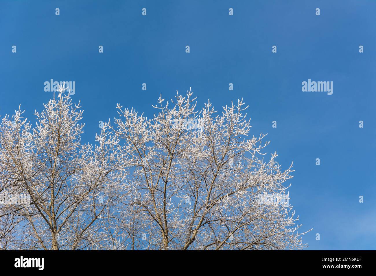 Geschichte Winter, Bäume in der Frost und Sky Stockfoto