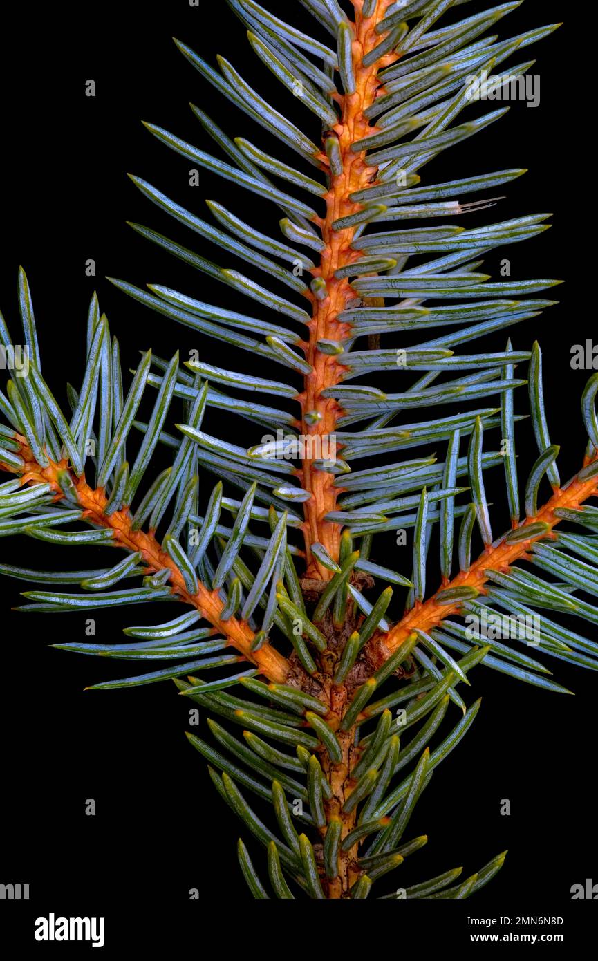 Colorado / Blue Spruce (Picea pungens) Nadeln Detailansicht Stockfoto