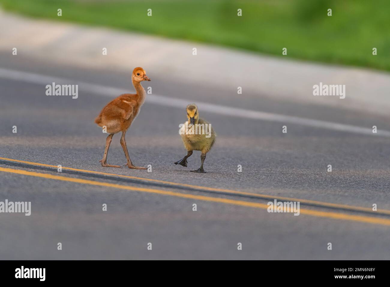 Sandhill Crane und adoptierte Canada Goose Gosling überqueren eine Parkstraße in Michigan, USA und bildeten das seltsame Paar der Ornithologie, während die Eltern auf der Suche sind. Stockfoto